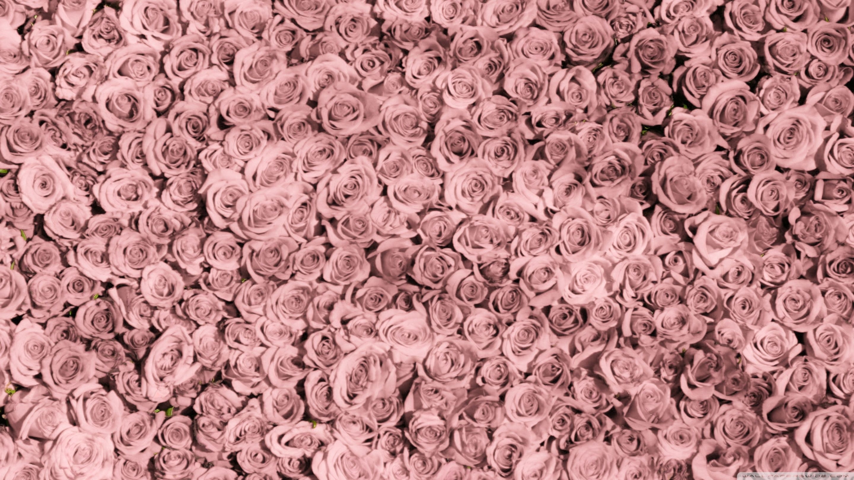 2880x1620 Vintage Pink Roses Tumblr Ultra HD Desktop Background Wallpaper for 4K UHD TV, Widescreen & UltraWide Desktop & Laptop, Multi Display, Dual Monitor, Tablet, Desktop