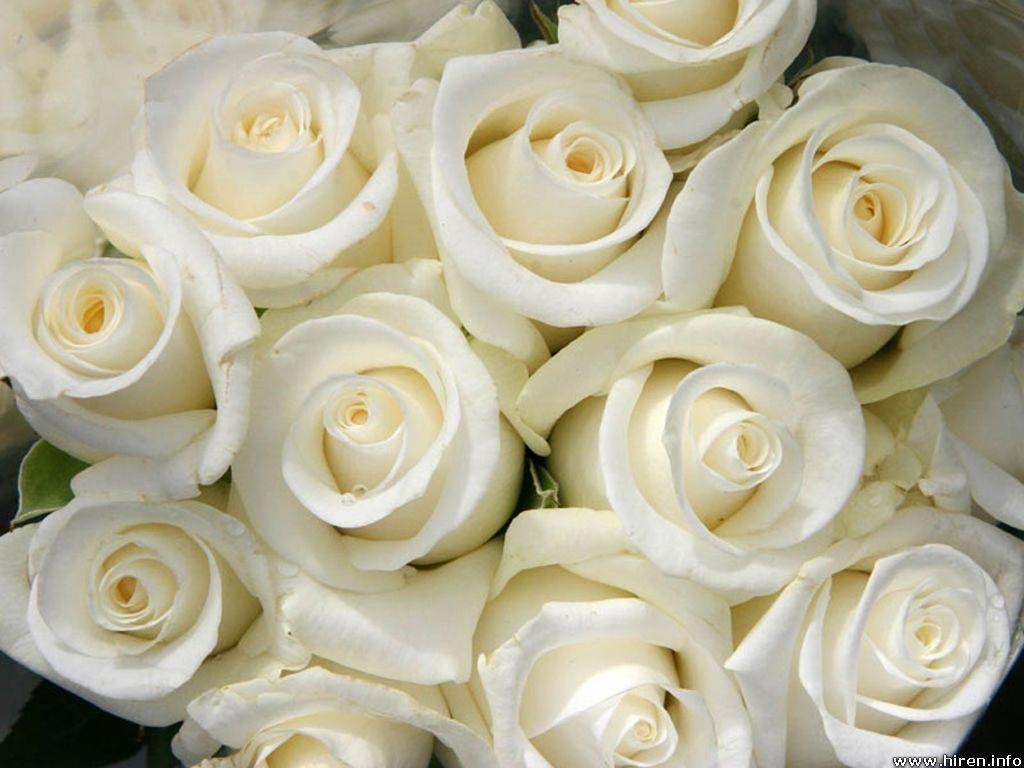 1030x770 White Rose Wallpaper For Desktop, Desktop