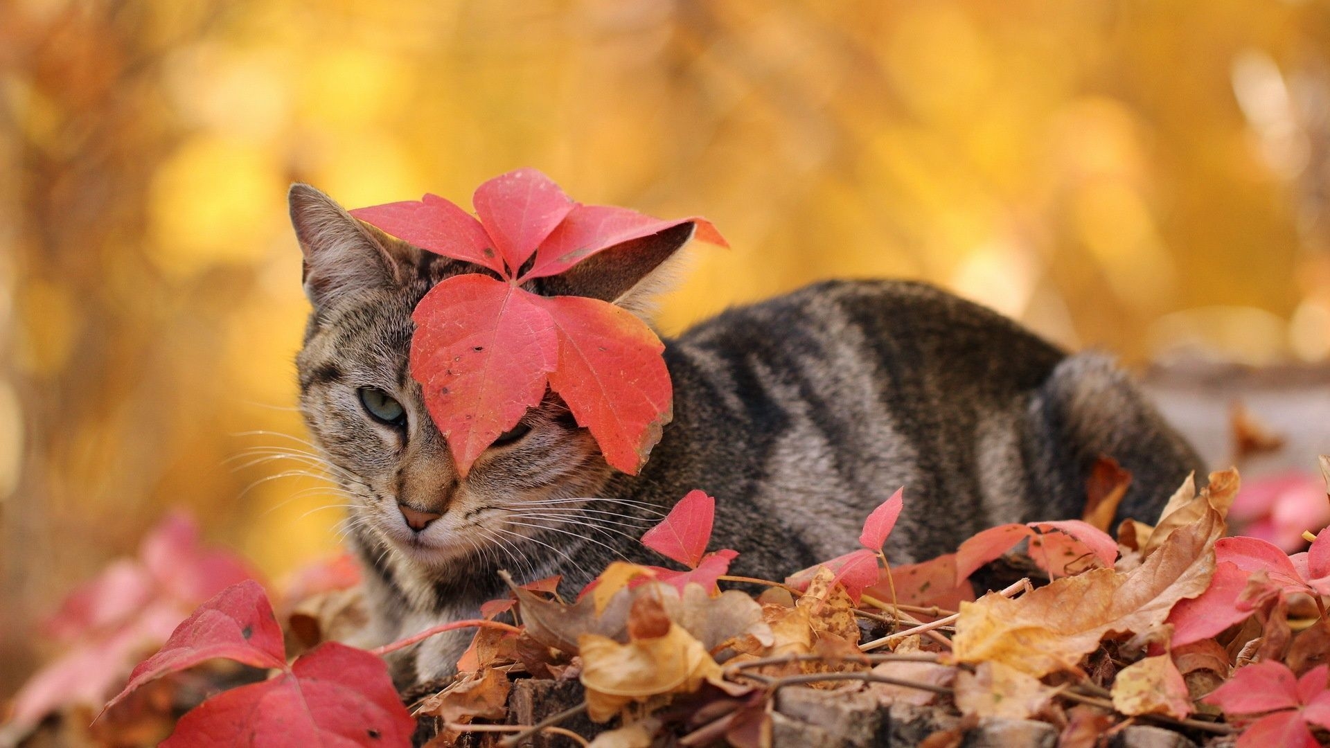 1920x1080 Thanksgiving Cat Wallpaper Free Thanksgiving Cat Background, Desktop