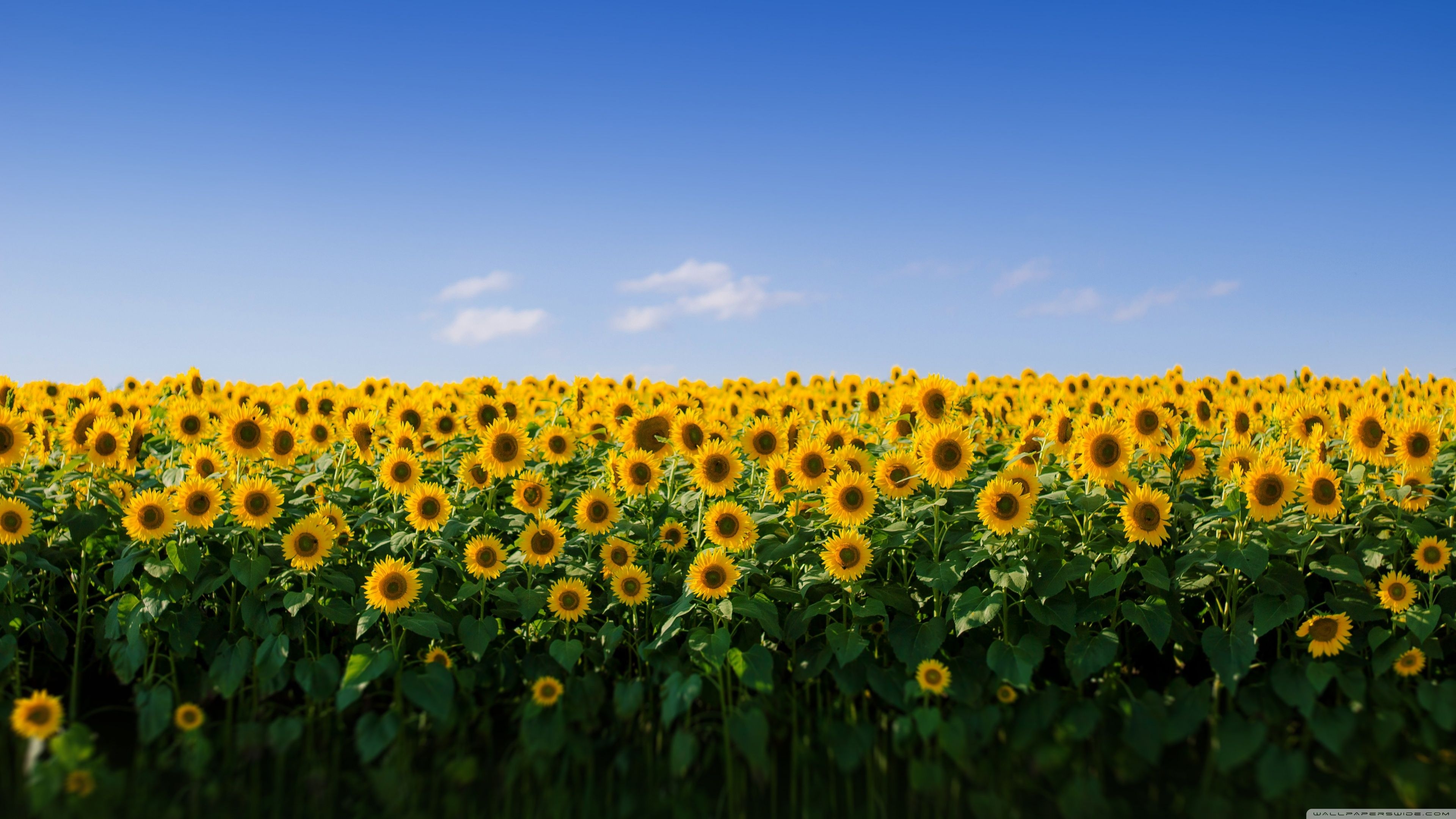 3840x2160 Sunflower Field Aesthetic Ultra HD Desktop Background Wallpaper for 4K UHD TV, Widescreen & UltraWide Desktop & Laptop, Multi Display, Dual & Triple Monitor, Tablet, Desktop