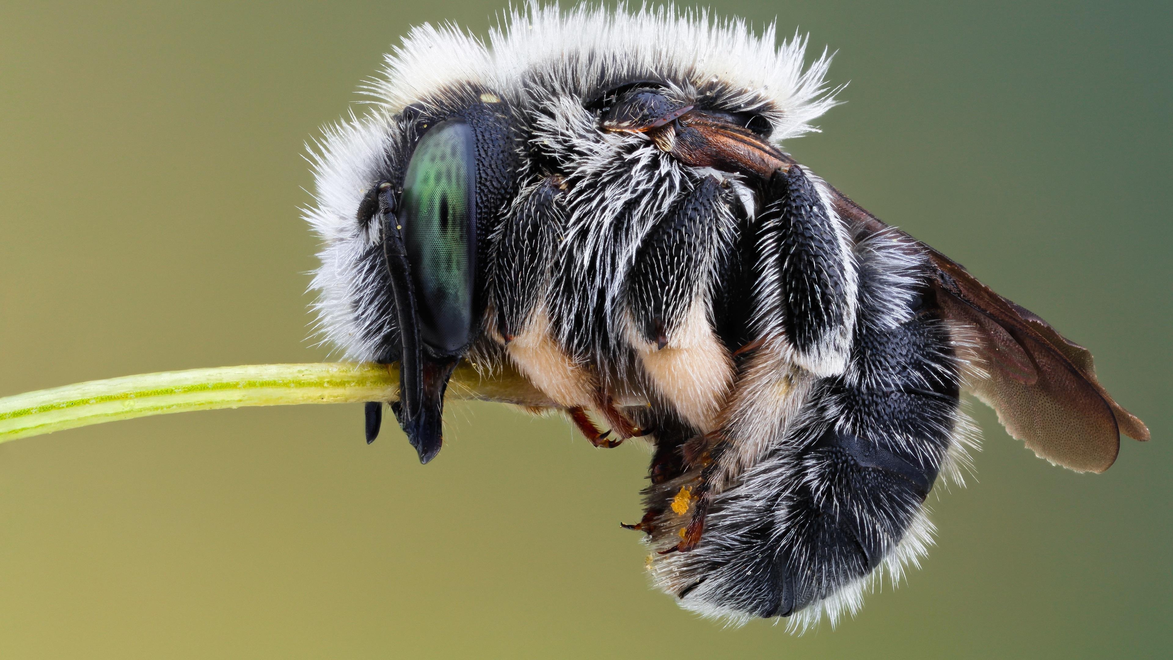 3840x2160 Wallpaper Insect, housefly macro photography  UHD, Desktop