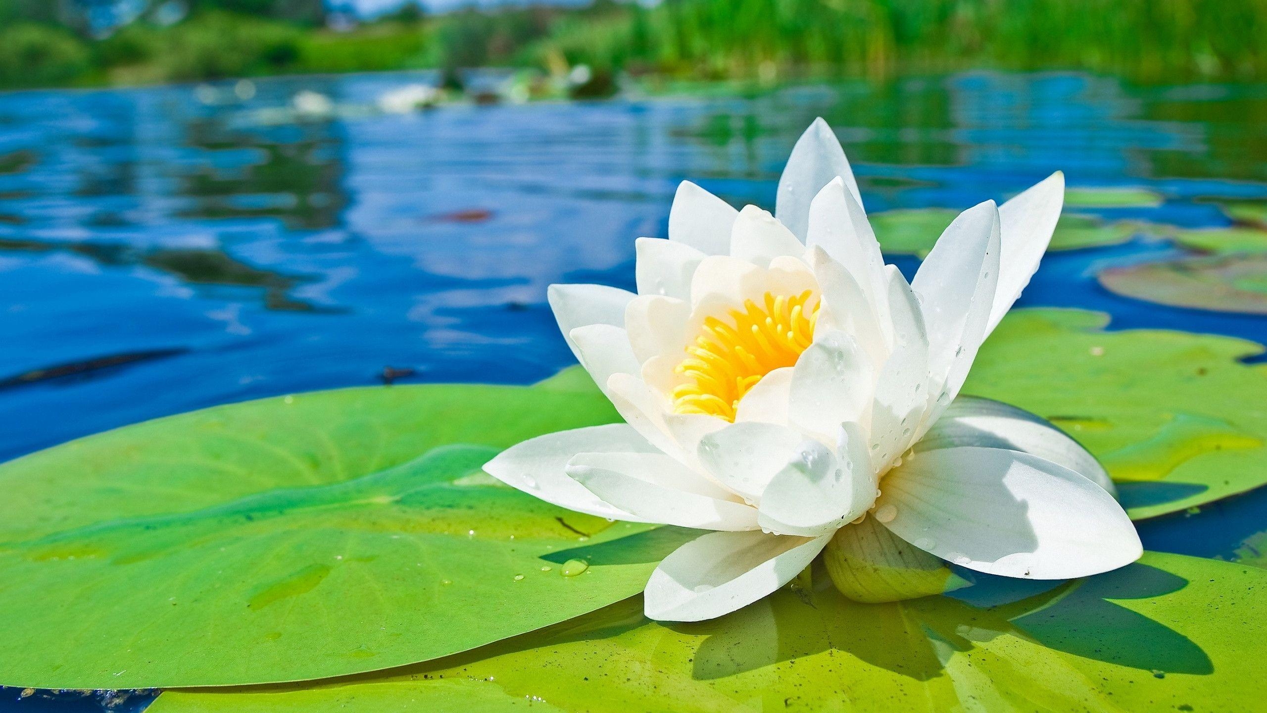 2560x1440 Water lily HD Wallpaper, Desktop