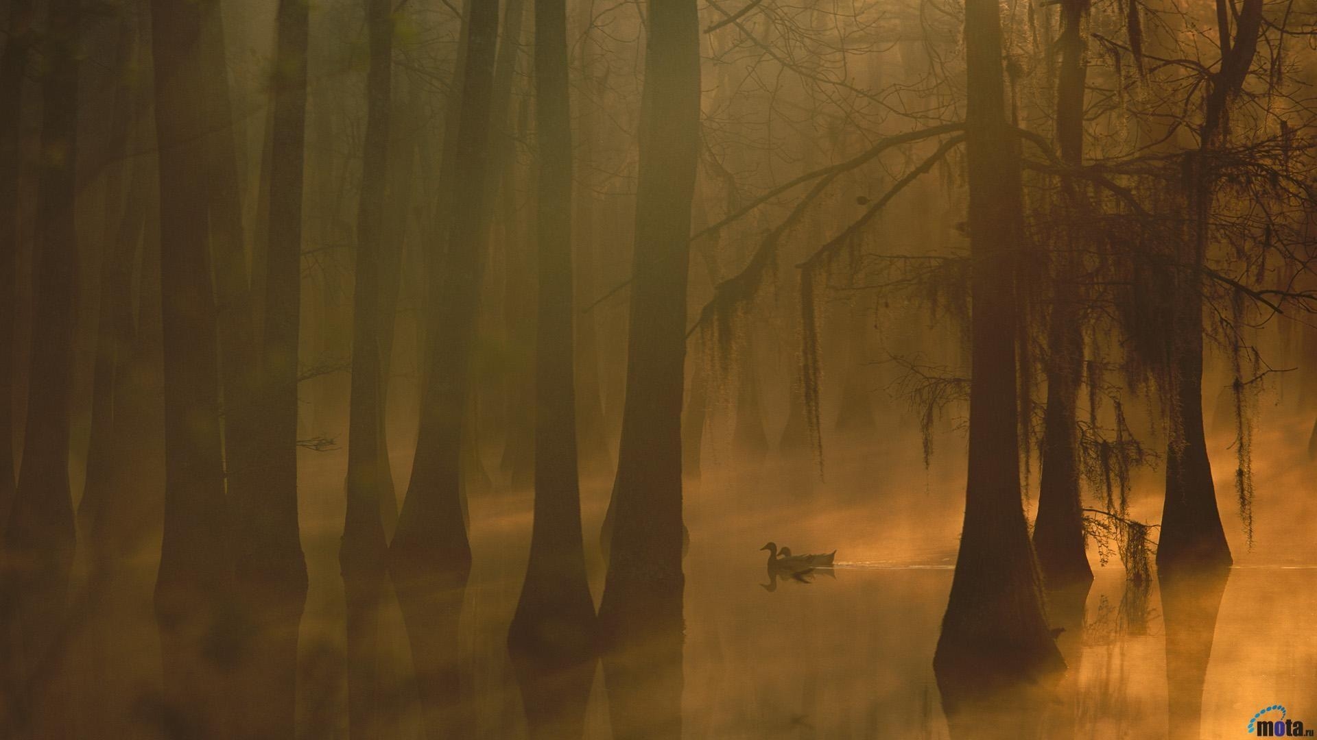 1920x1080 Louisiana Swamp Wallpaper, Desktop