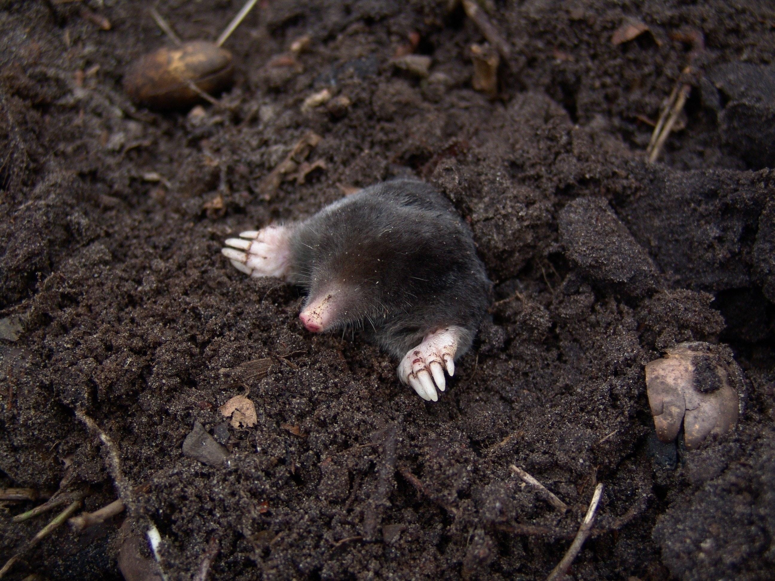 2600x1950 Black Mole in Black Soil · Free, Desktop