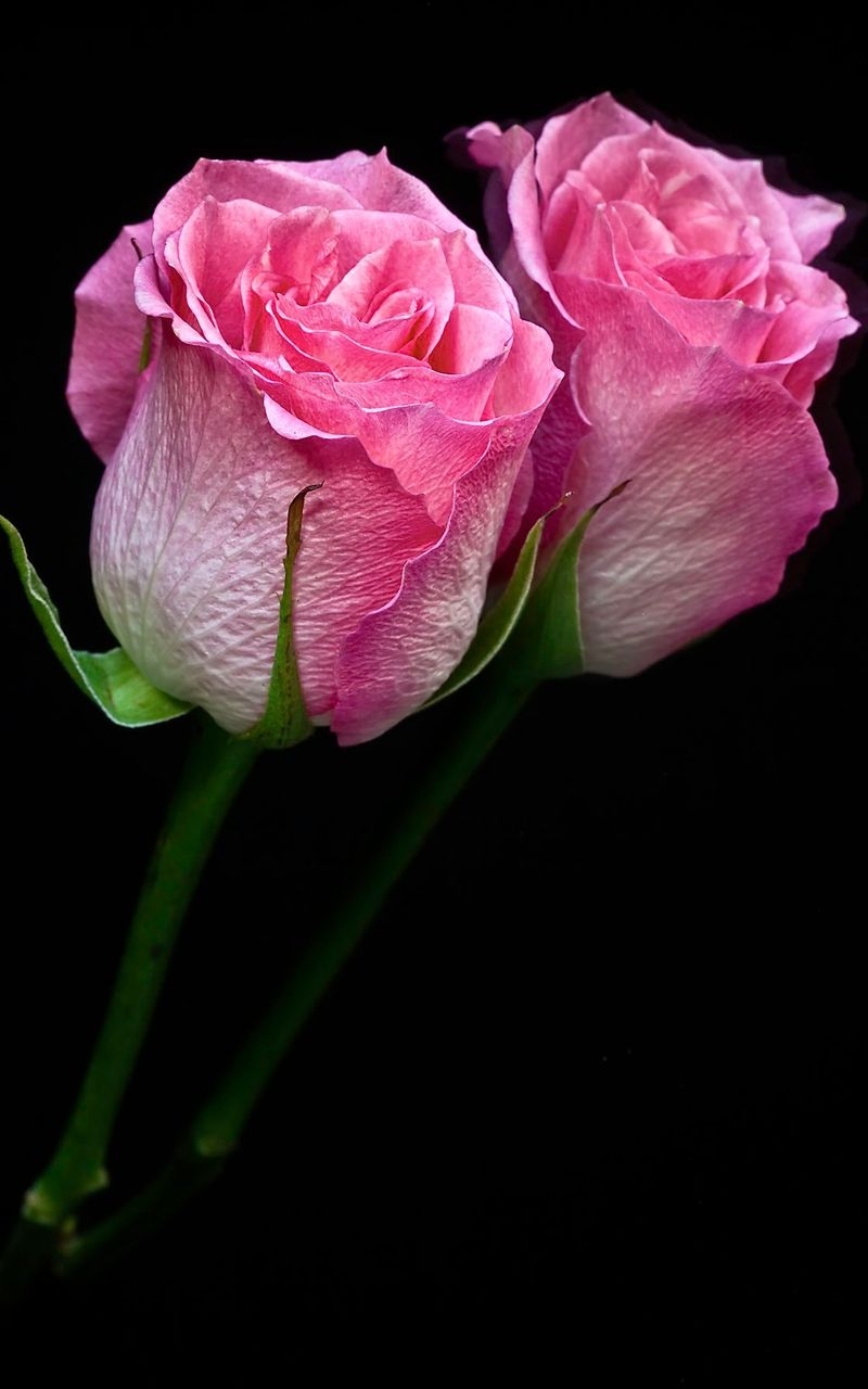 800x1280 HD Pink Rose Wallpaper iPhone 3D iPhone Wallpaper, Phone