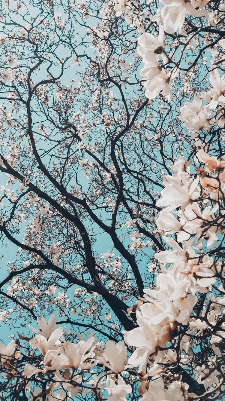 750x1340 Spring time. Nature wallpaper, Flower wallpaper, Aesthetic wallpaper, Phone