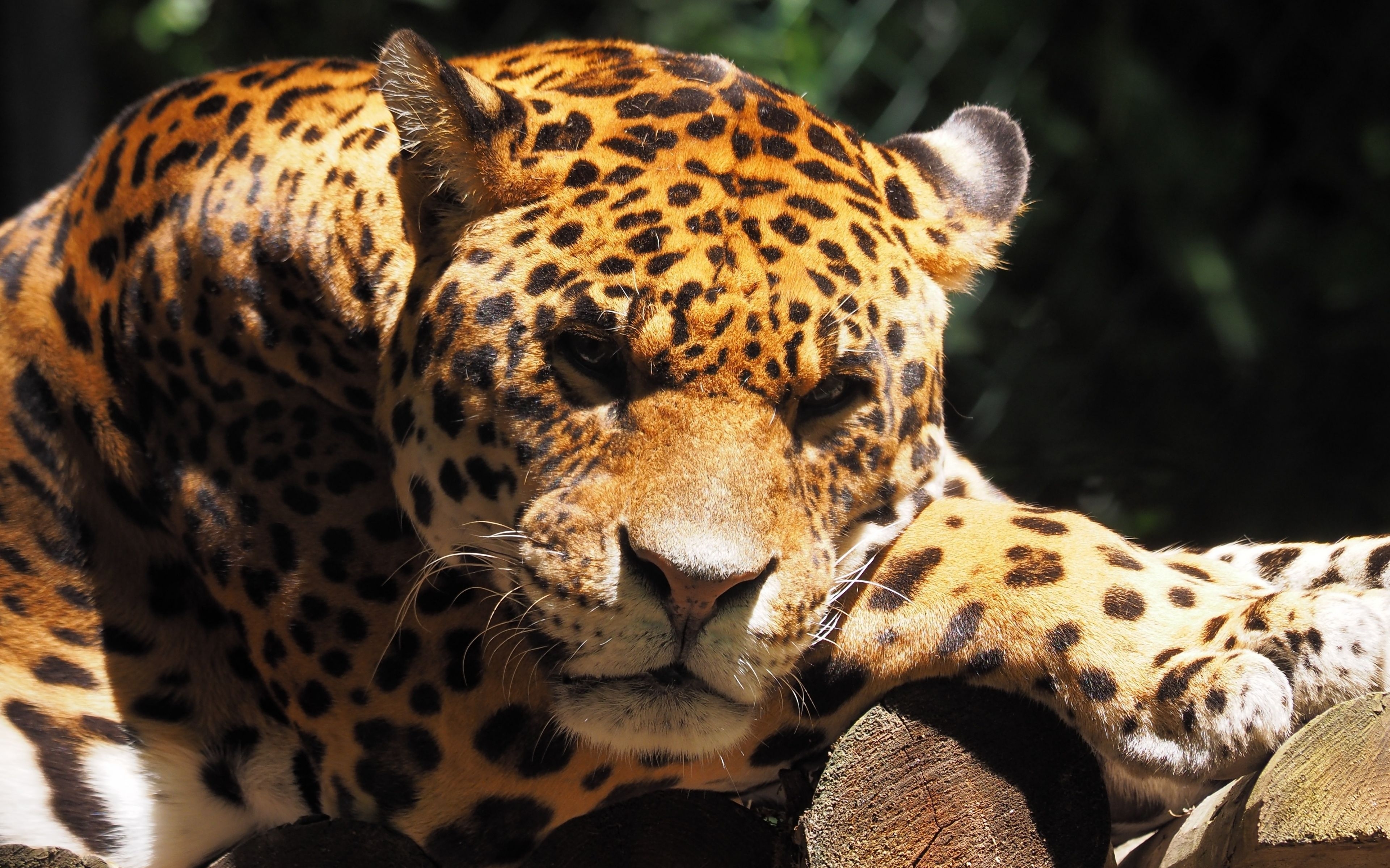 3840x2400 Download  wallpaper jaguar, animal, predator, muzzle, Desktop