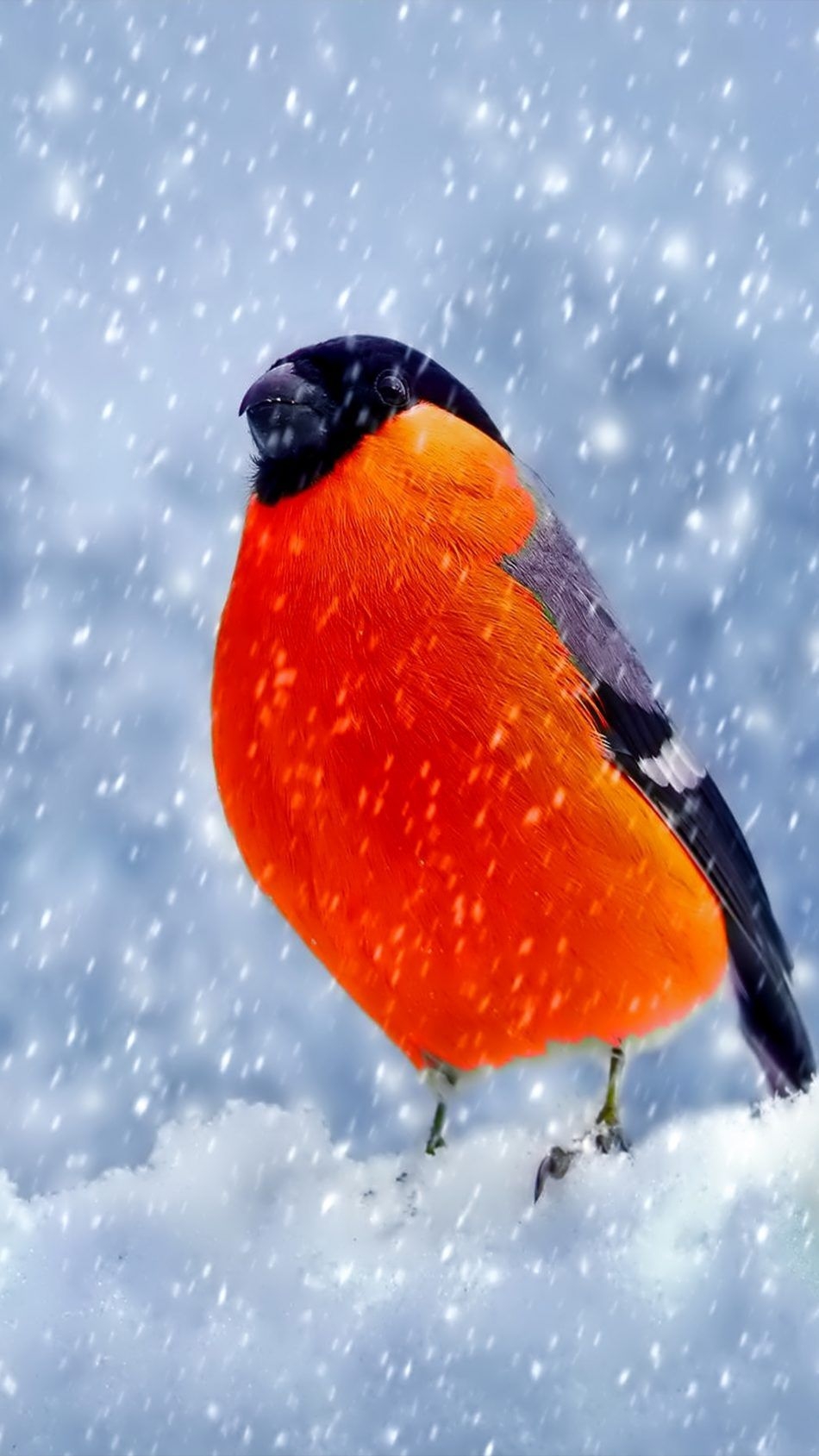 950x1690 Bullfinch Bird Winter Snow Free 4K Ultra HD Mobile Wallpaper, Phone