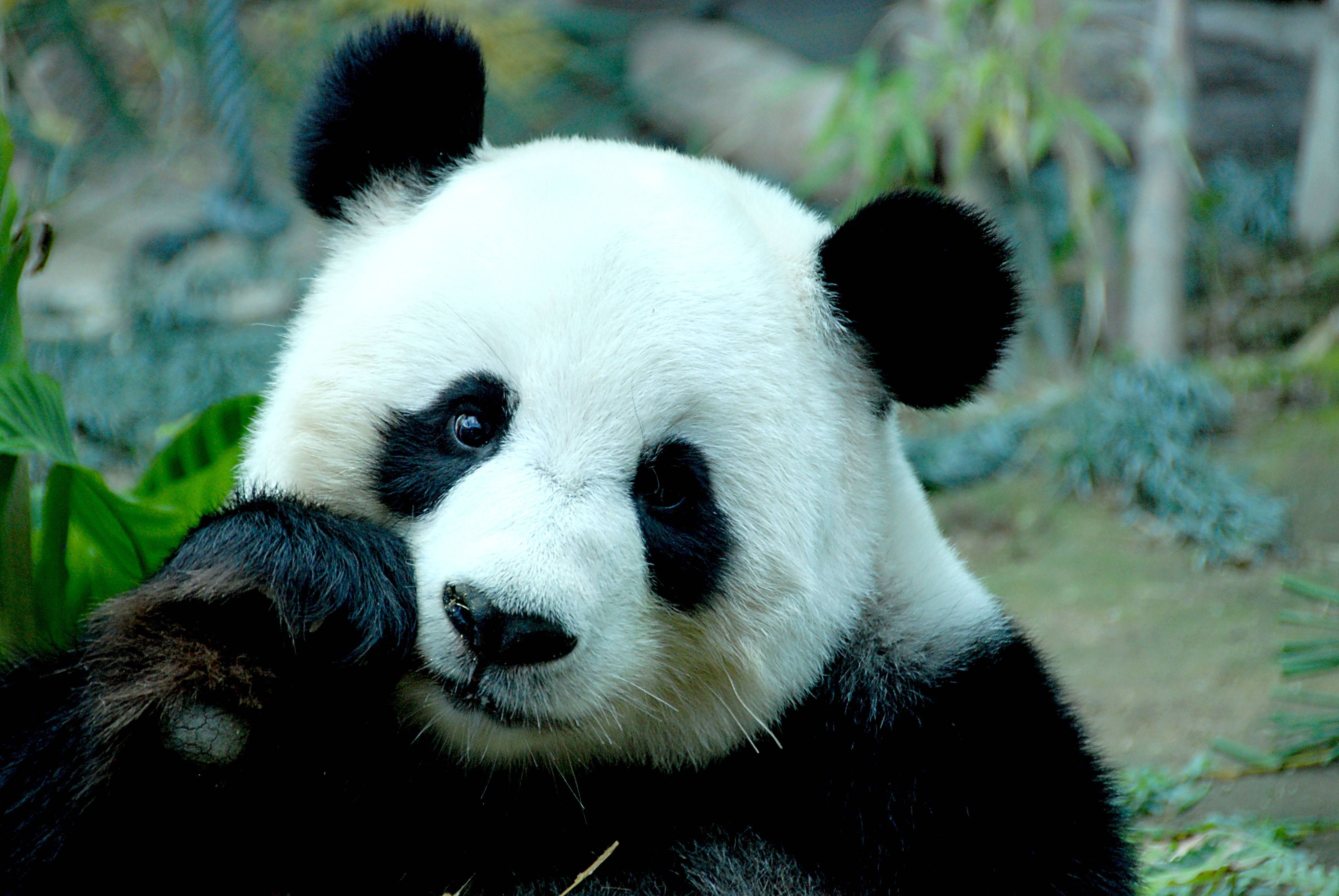 3880x2600 Panda Wallpaper 15 Desktop Wallpaper 1024x768 HD Wallpaper, Desktop