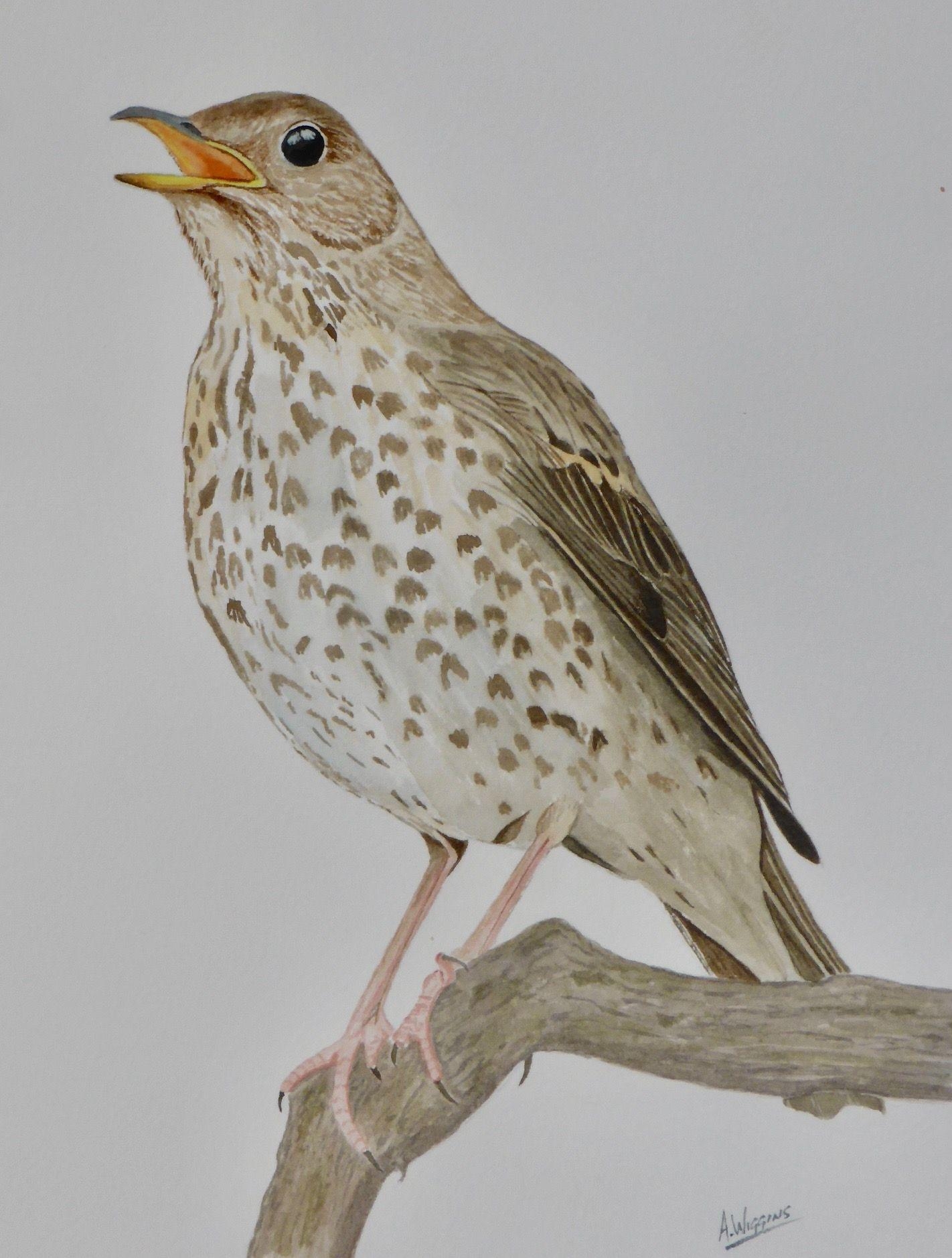 1430x1880 Song Thrush, Watercolour painting by, A.Wiggins. Animal, Phone