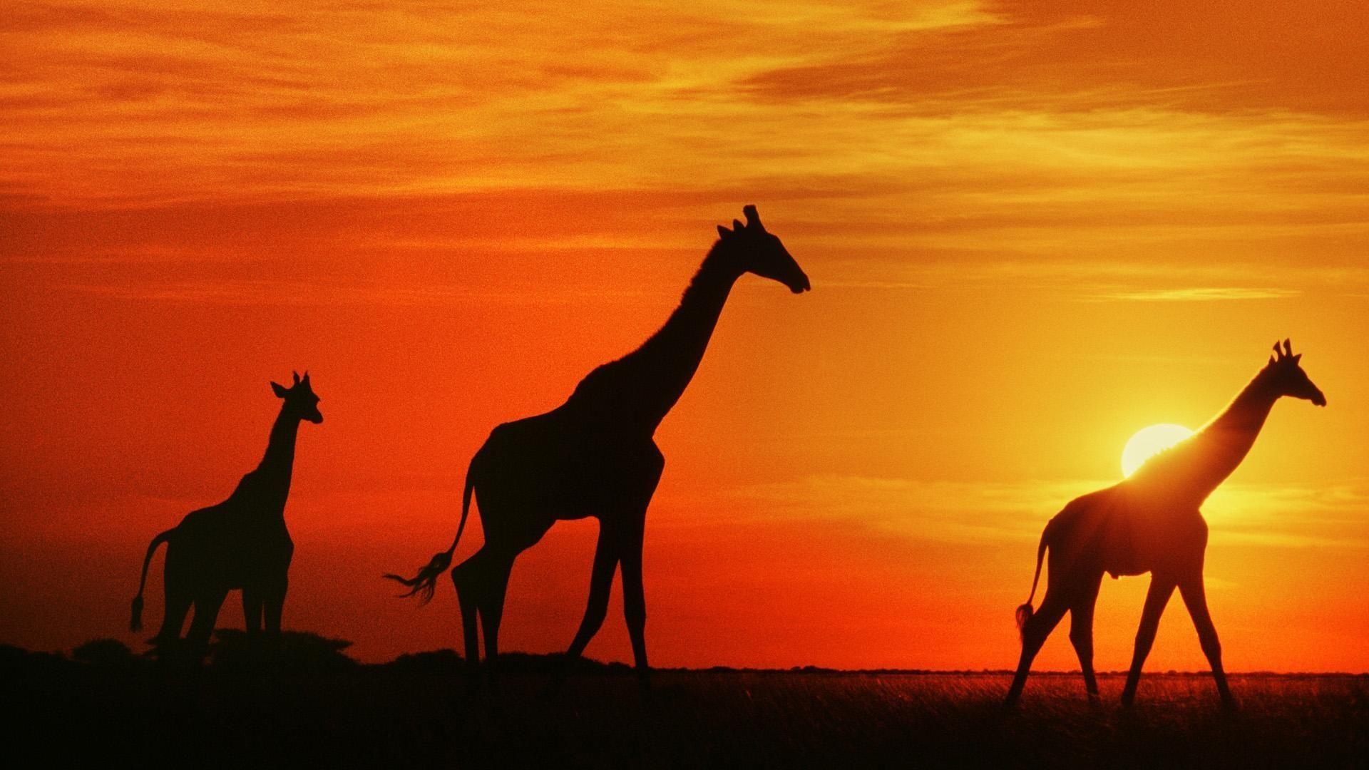 1920x1080 wallpaper Giraffes At Sunset, Botswana HD, Widescreen, High, Desktop