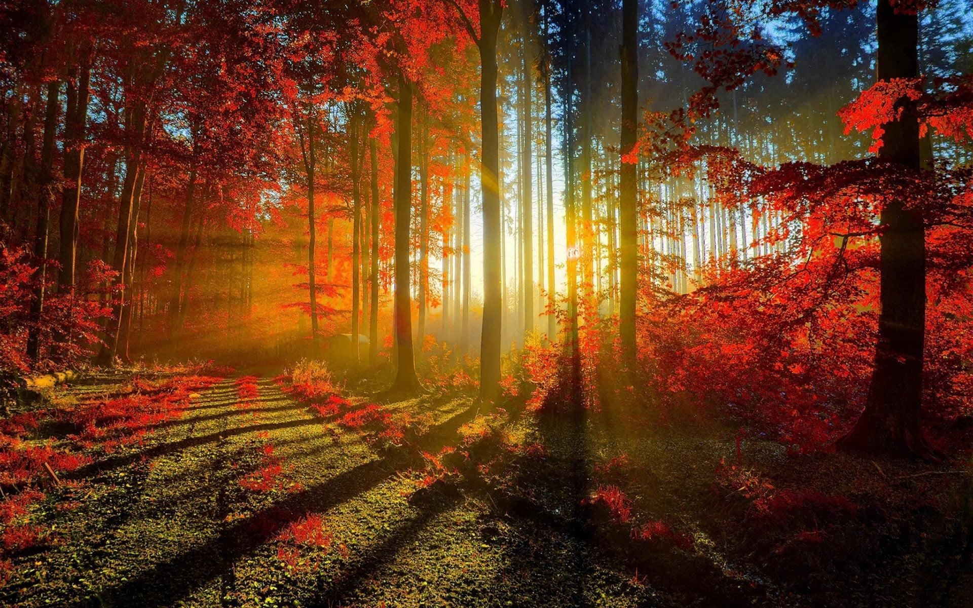 1920x1200 Sun ray through forest, nature HD wallpaper, Desktop