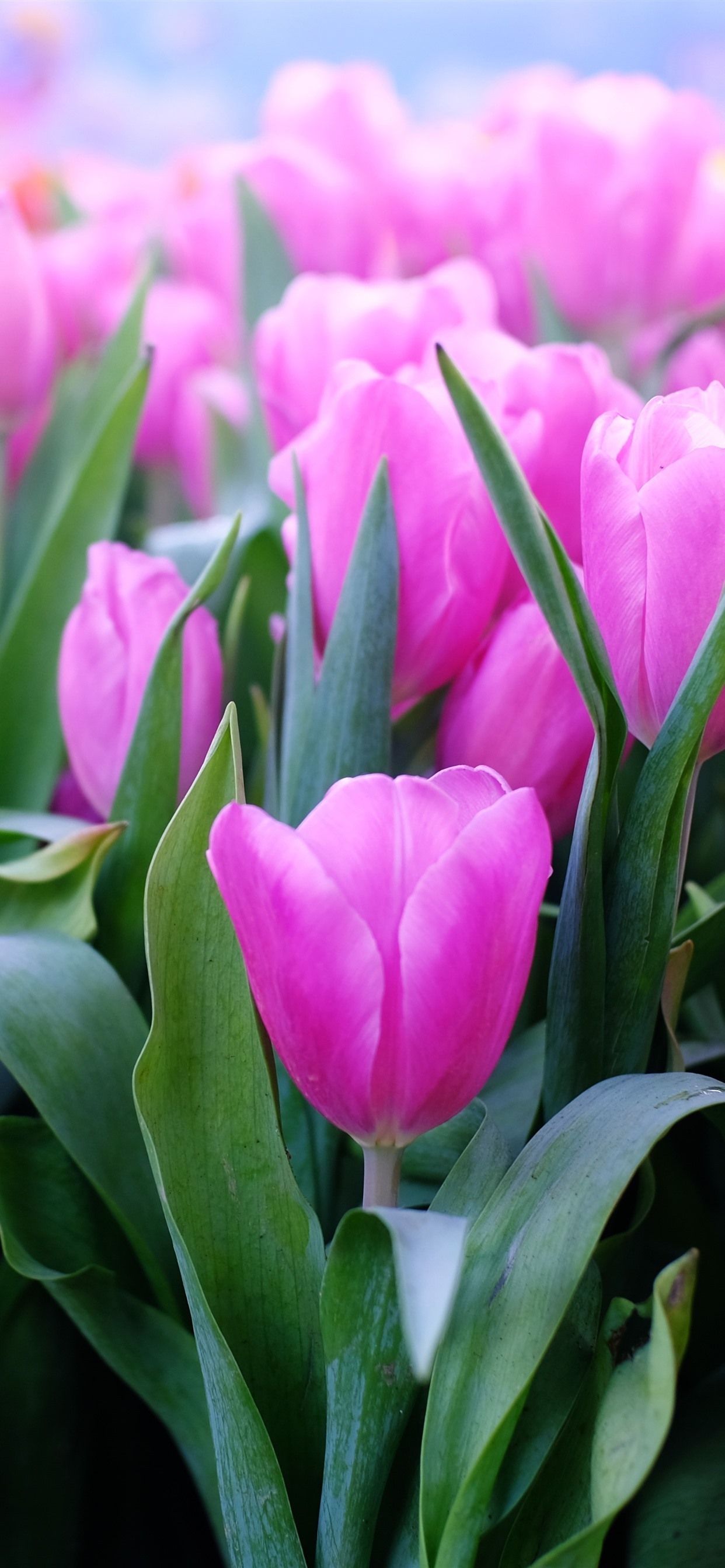 1250x2690 Pink Tulips, Leaves, Stem  IPhone 11 Pro XS Max Wallpaper, Phone