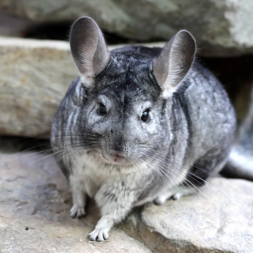 1030x1030 Chinchilla Picture, Image, Photo, Phone