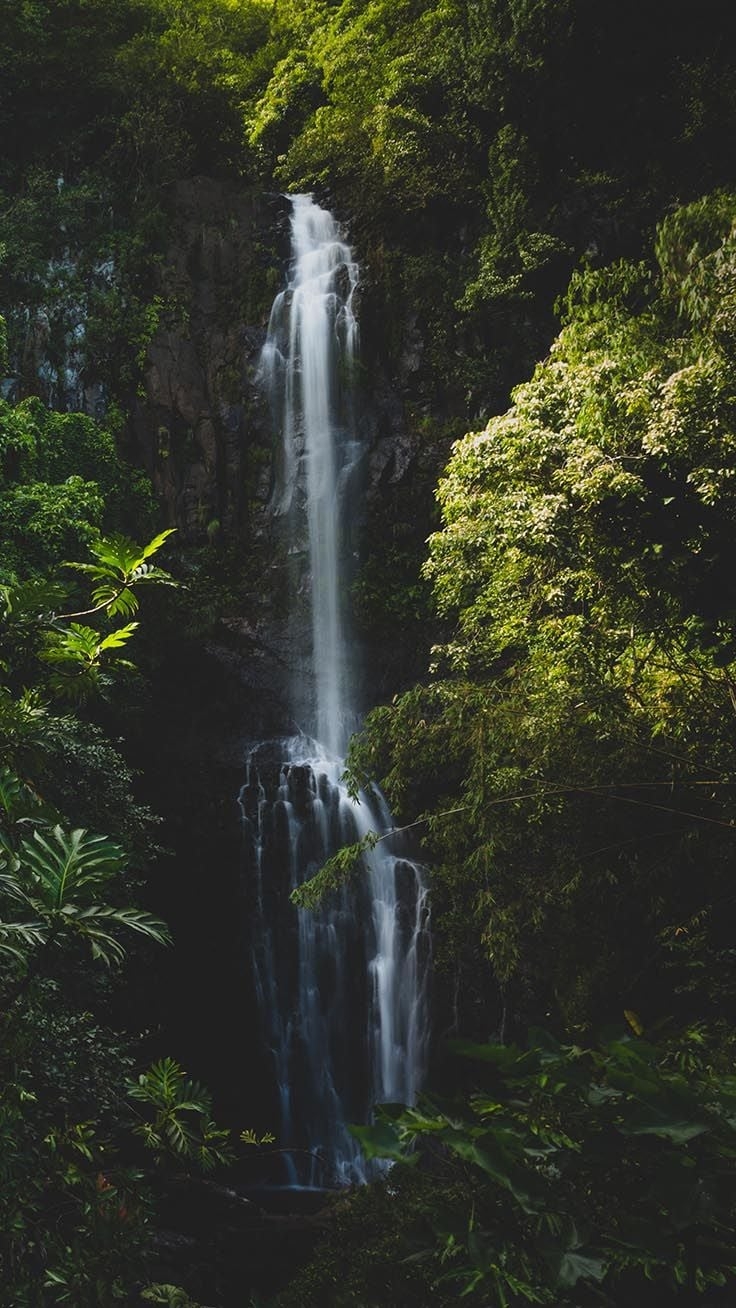 740x1310 Welcome To The Jungle iPhone Xs Max Wallpaper, Phone