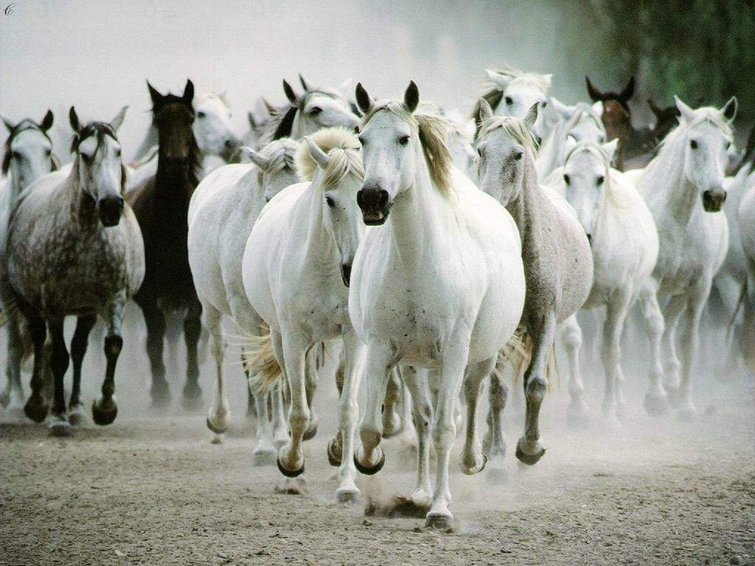 2560x1920 Running Horses Wallpaper, Desktop