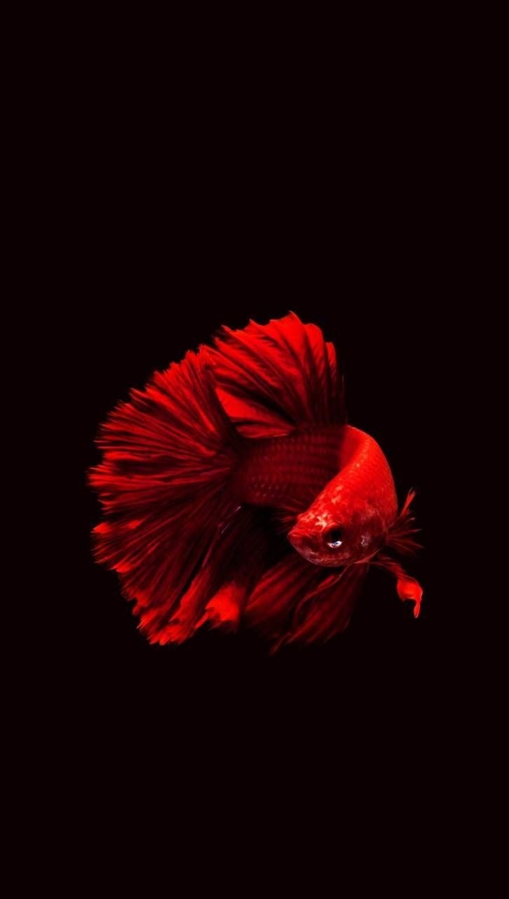 730x1280 Betta Fish Wallpaper Free Betta Fish Background, Phone