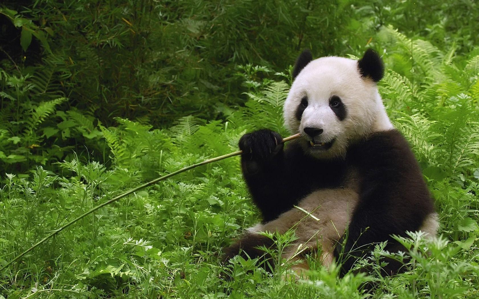 1680x1050 Giant Panda bear 1680 x 1050 Wallpaper, Desktop