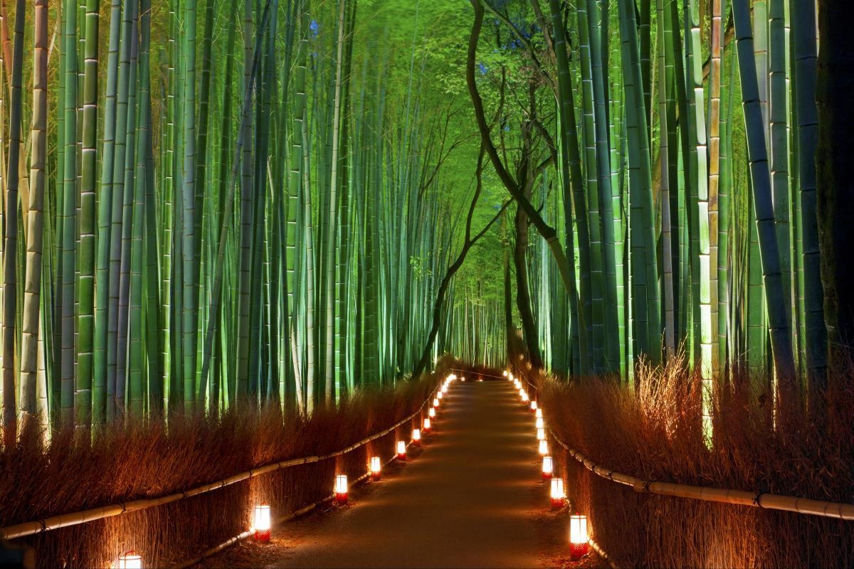 1200x800 Sagano Bamboo Forest, Desktop