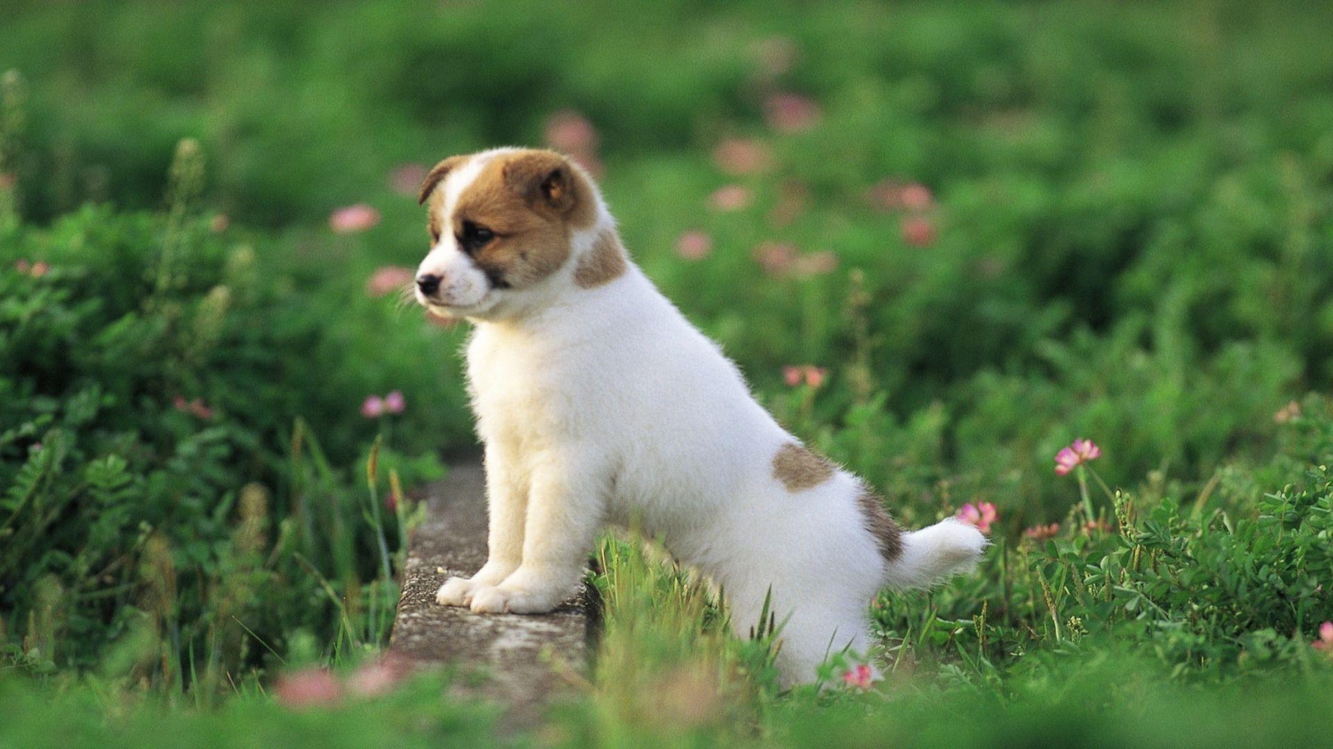 1920x1080 about Cute Puppy Wallpaper. Cute puppies, Desktop