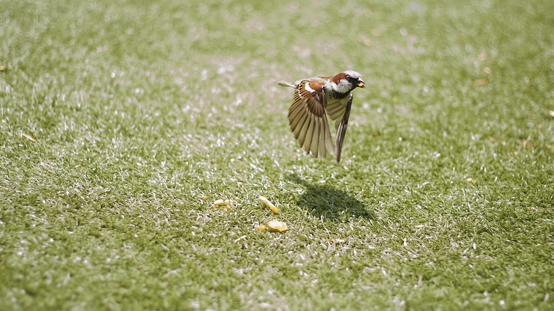 1920x1080 Birds flying grass nature sparrow wallpaper, Desktop