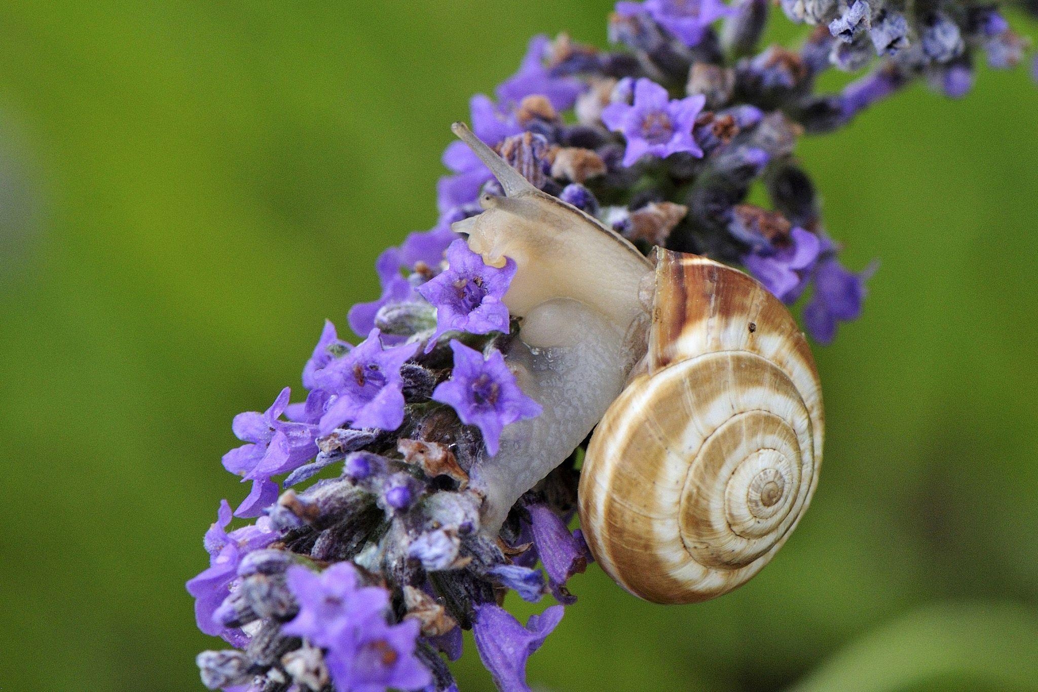 2050x1370 Snail Flower HD Wallpaper 20394, Desktop