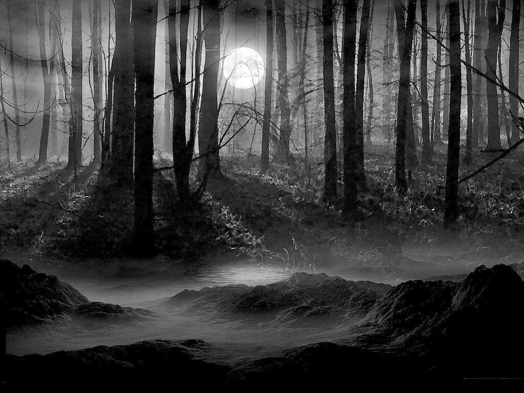 1030x770 Dark Forest Wallpaper FOR TVWABC HUNGER GAMES RP, Desktop