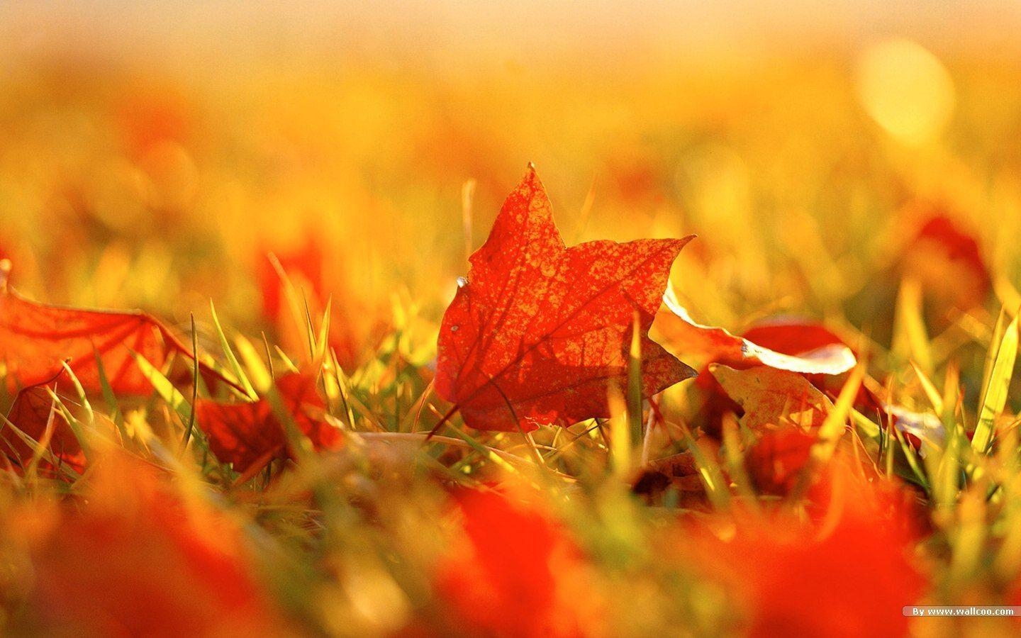 1440x900 beautiful autumn desktop wallpaper, Desktop