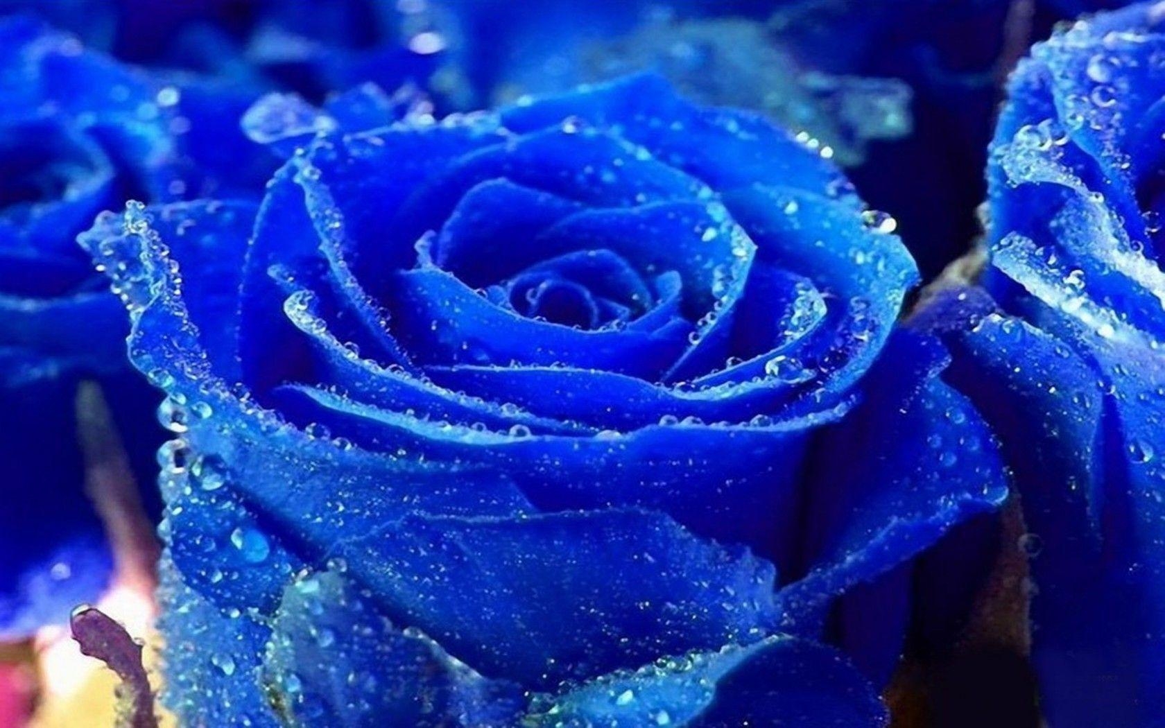 1680x1050 Rose Water Drops Blue Colour Picture Beautiful Flower Rose, Desktop