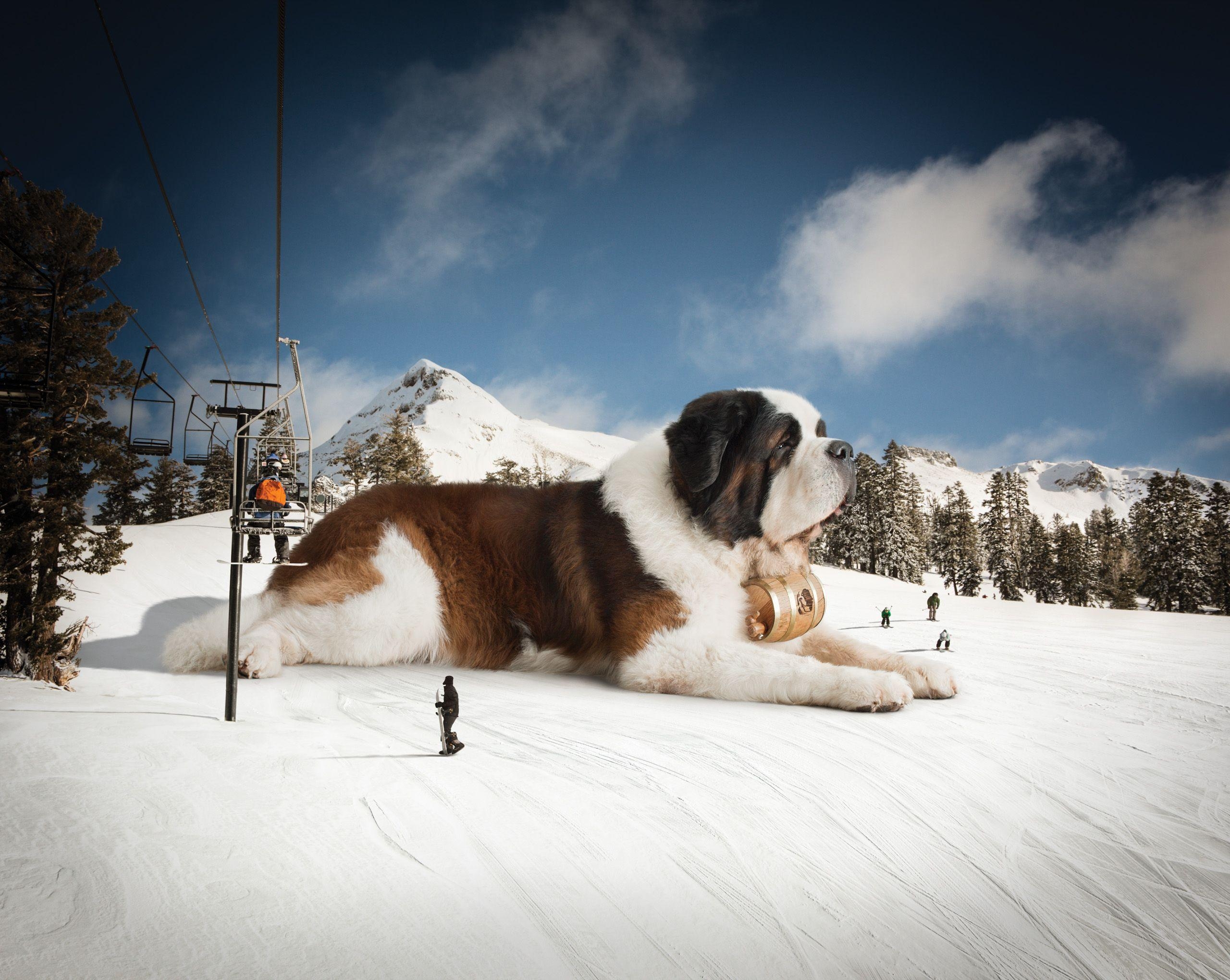 2560x2040 A Giant Saint Bernard Across California Fox Is Black, Desktop