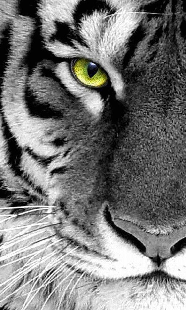 770x1280 Wallpaper For Samsung Galaxy S6 Tiger Wallpaper HD, Phone