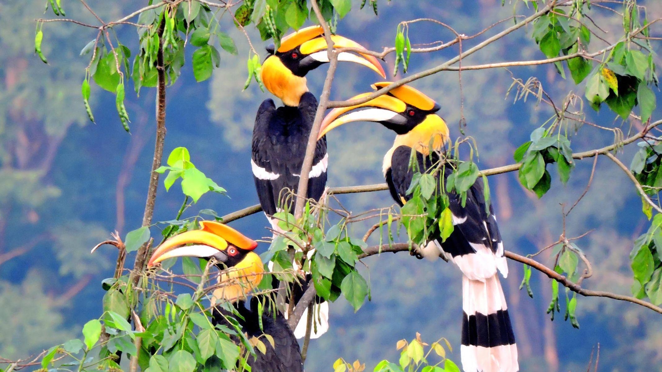 2140x1200 Rhinoceros Hornbills Full HD Wallpaper, Desktop