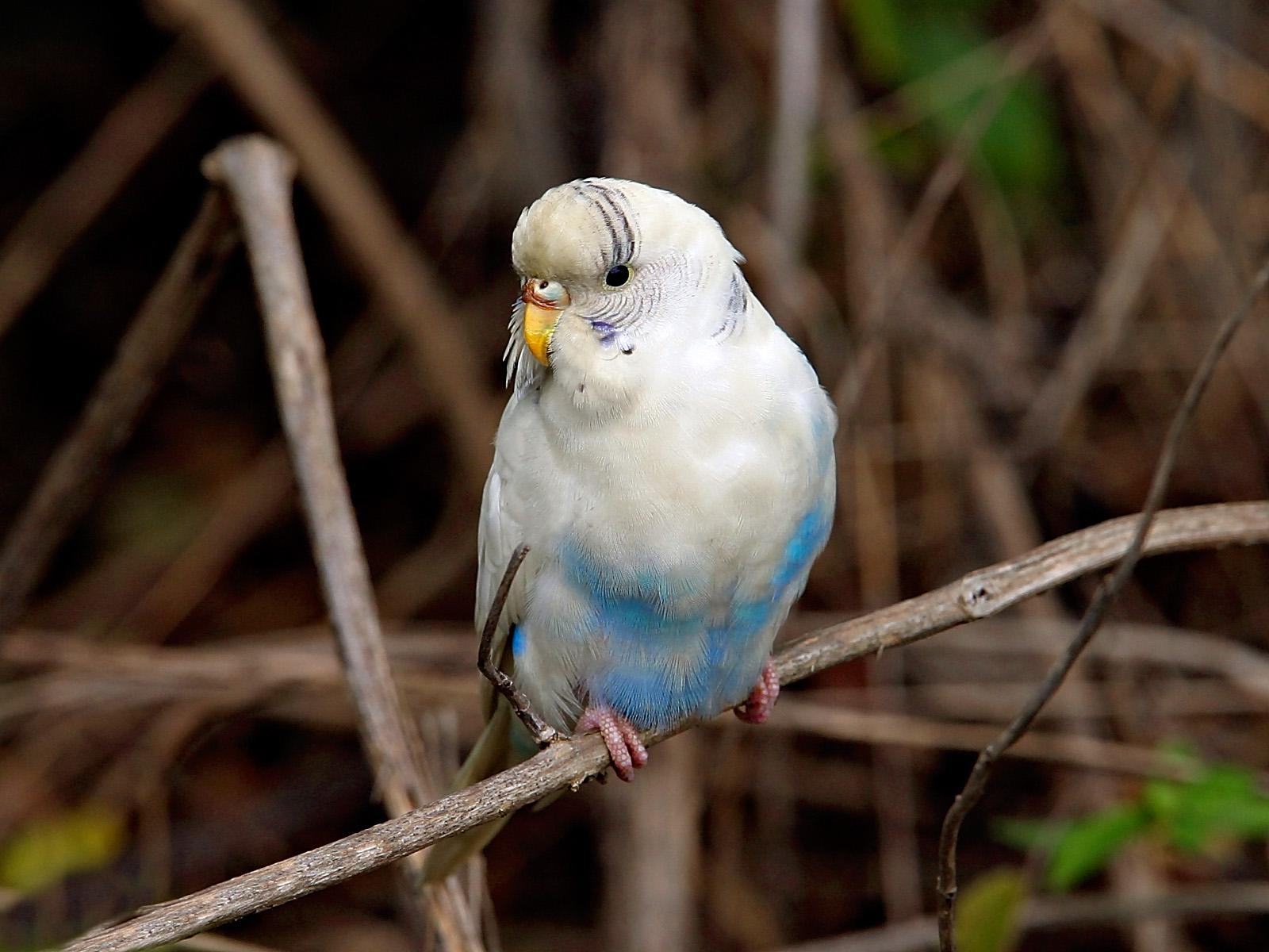 1600x1200 Parakeet Wallpaper Wallpaper 69888, Desktop