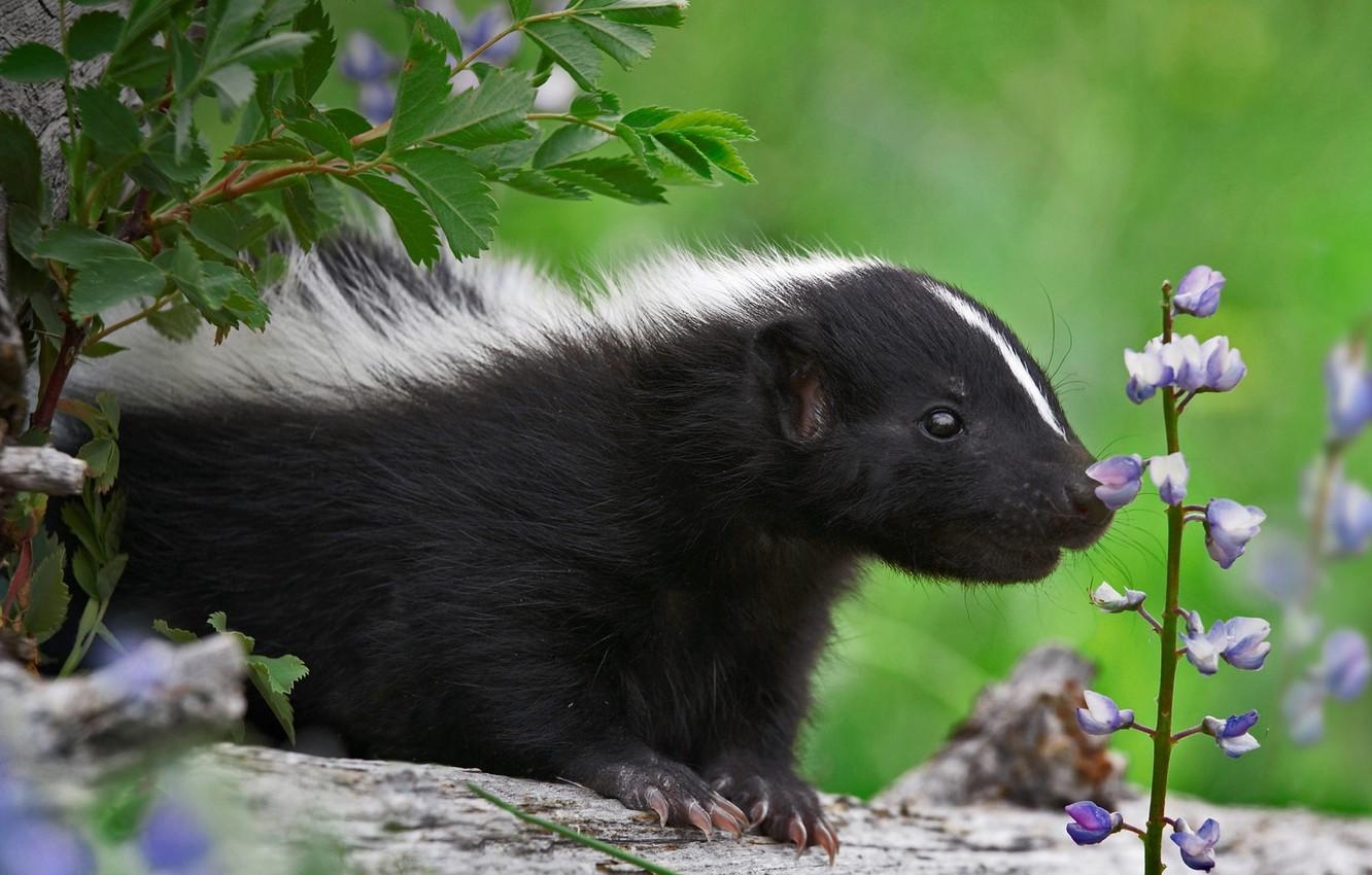 1340x850 Wallpaper flower, nature, striped skunk image for desktop, Desktop