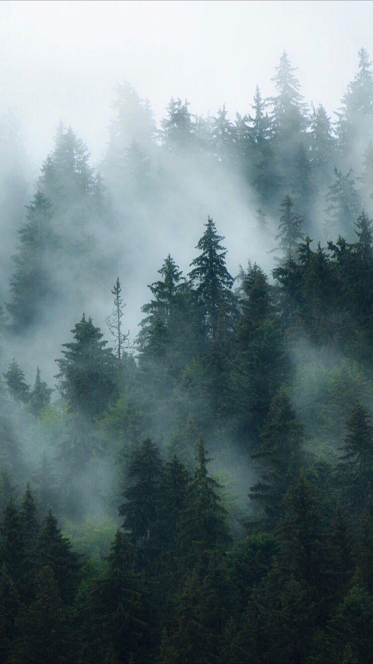 750x1340 Foggy forest background. Foggy forest, Forest wallpaper, Forest, Phone