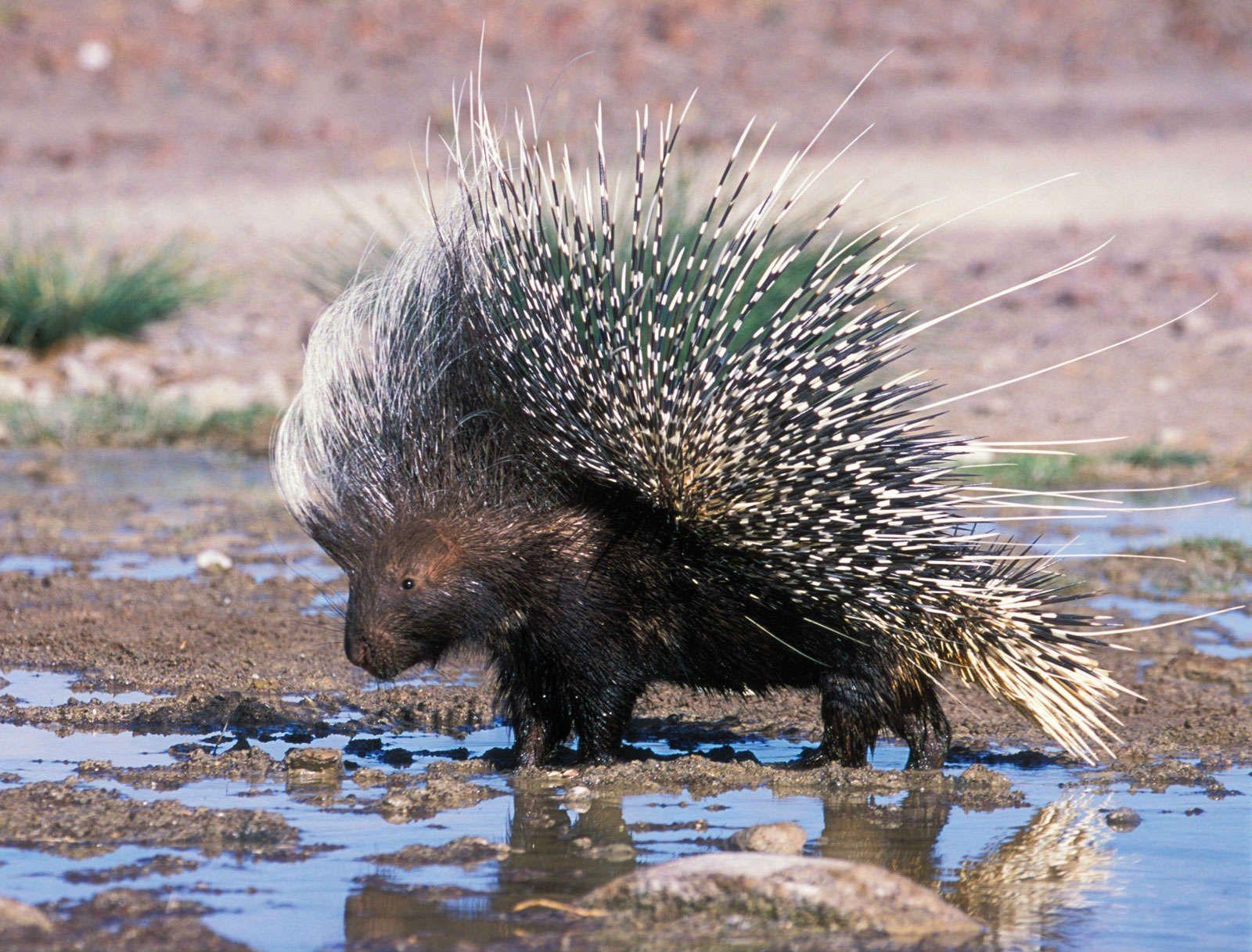 1600x1220 African Porcupine Wallpaper HD Photo. HD Wallpaper Picture, Desktop