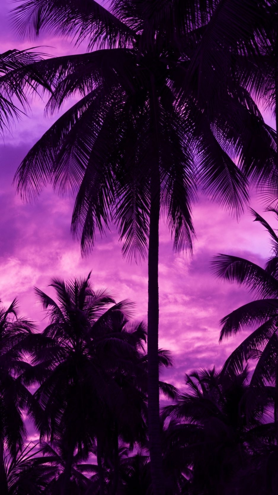 940x1670 Wallpaper Palm Trees, Sunset, Tropics.teahub.io, Phone