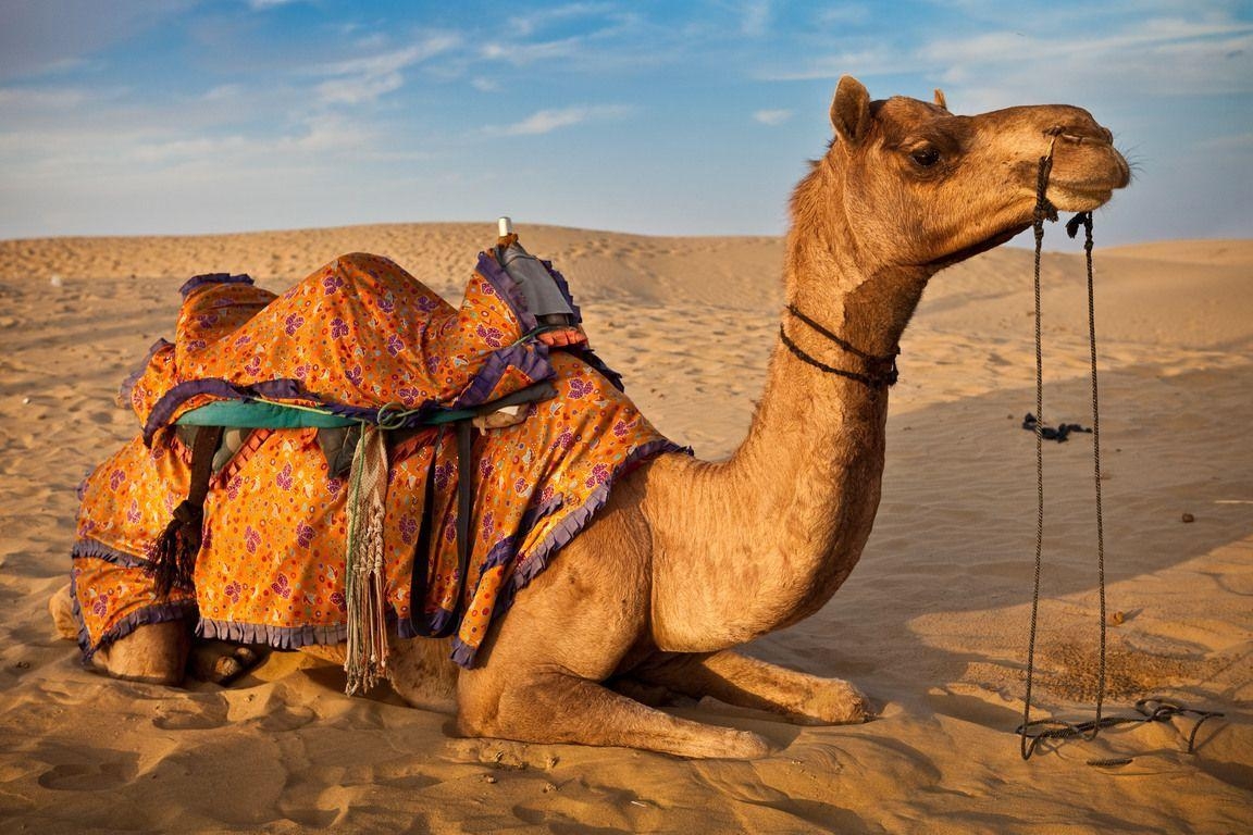 1160x770 Arabian Camel Eritrea National Animal. Bactrians & Dromedaries, Desktop