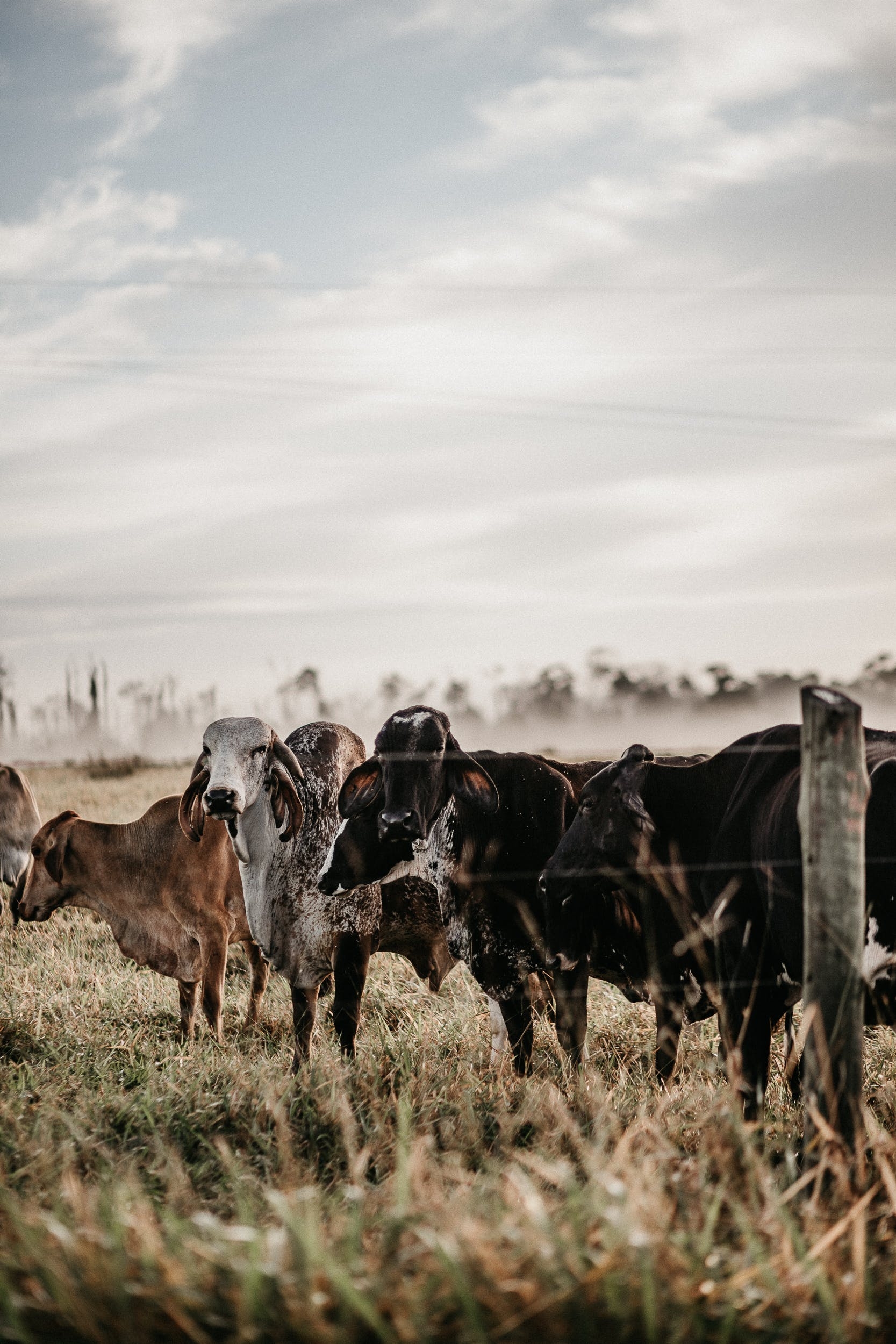 1670x2500 Herd of Cattle Behind a Wire Fence · Free, Phone