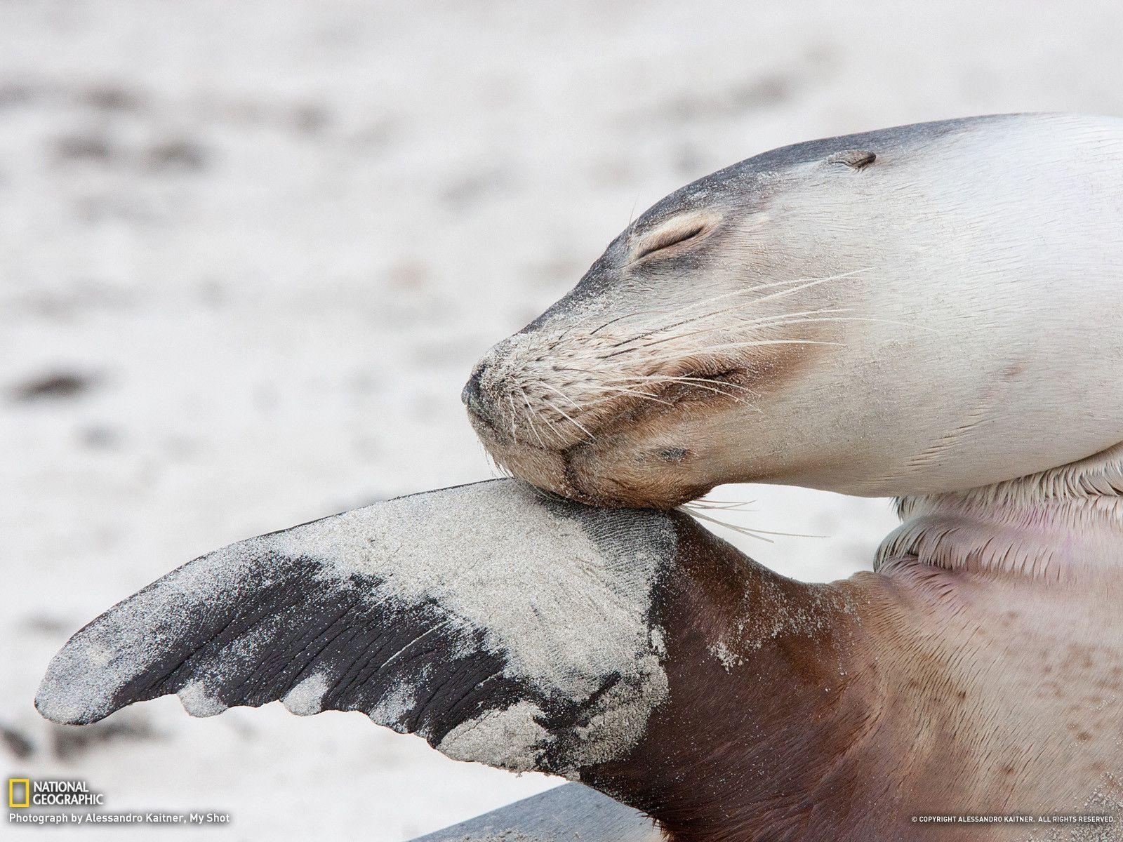 1600x1200 Australian Sea Lion Picture - Animal Wallpaper - National, Desktop