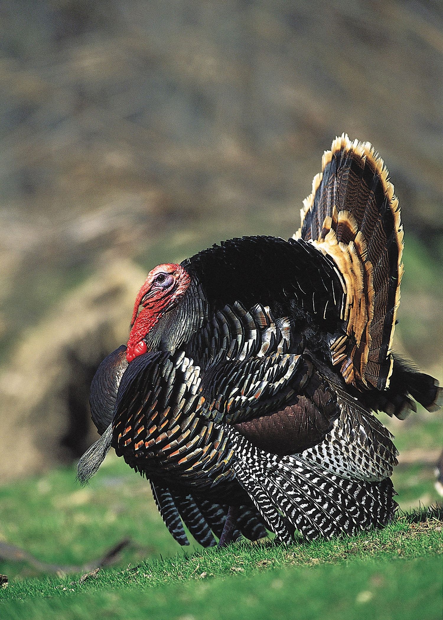 1500x2100 Wild Turkey Desktop Background Spring, Phone