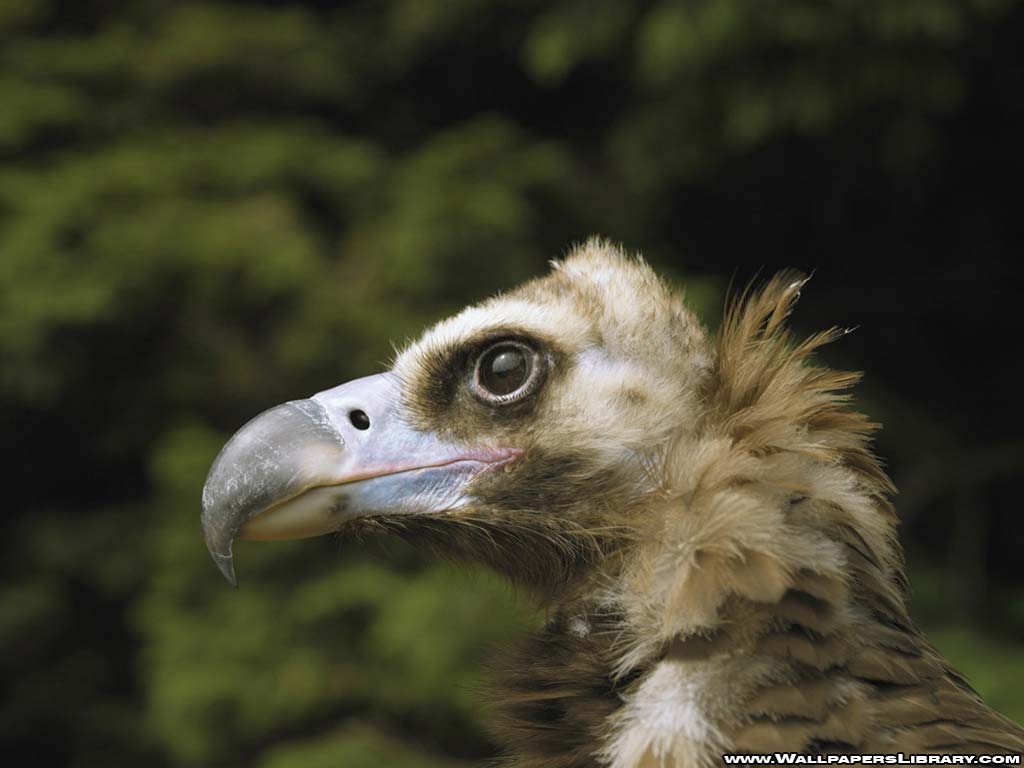 1030x770 Vulture background wallpaper, Desktop