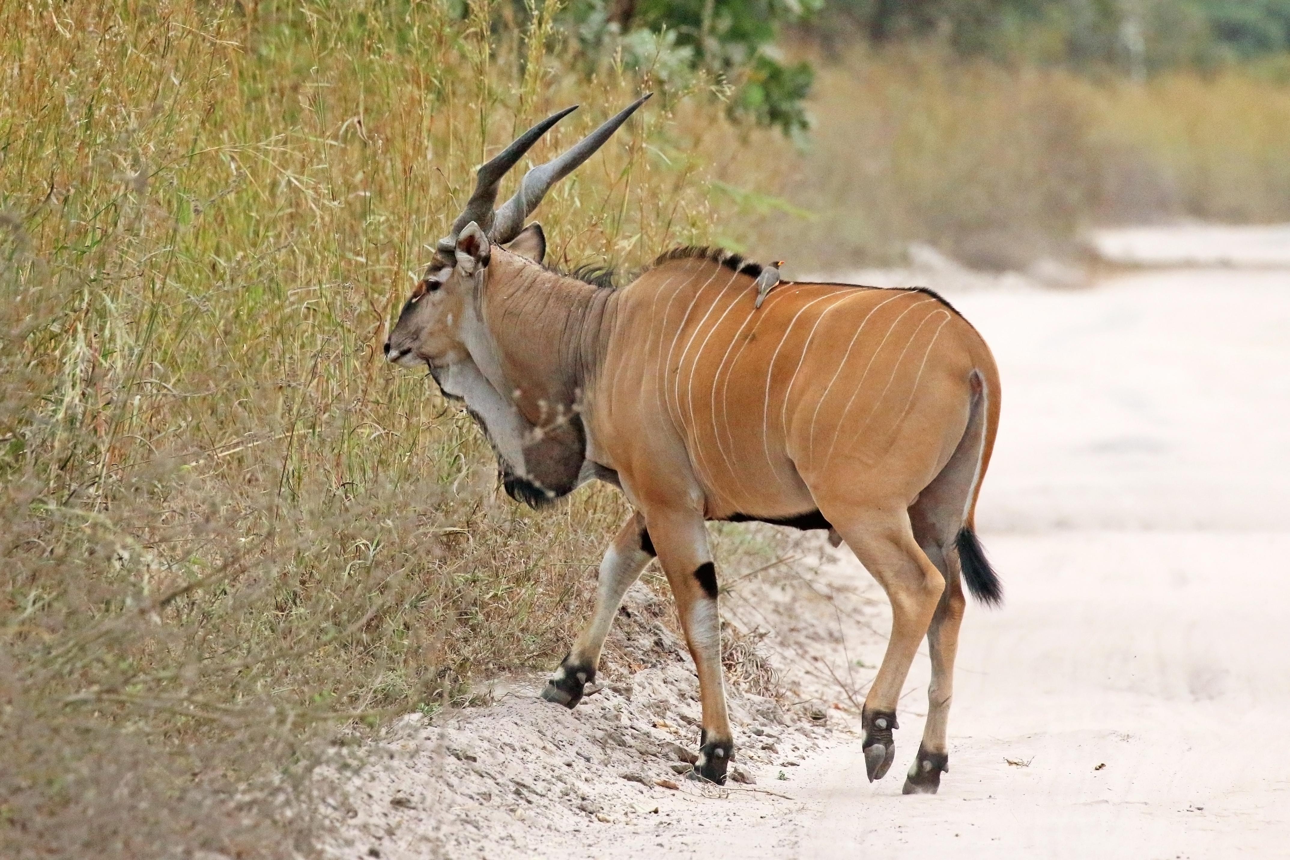 4300x2870 Giant eland, Desktop