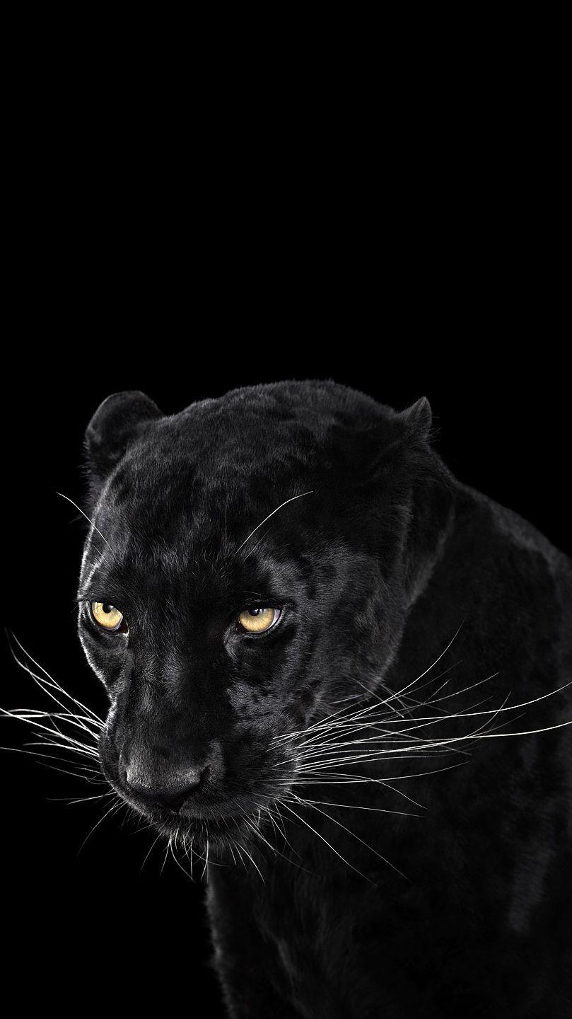 810x1440 Black Panther Wallpaper IPhone Wallpaper. IPhone Wallpaper, Phone