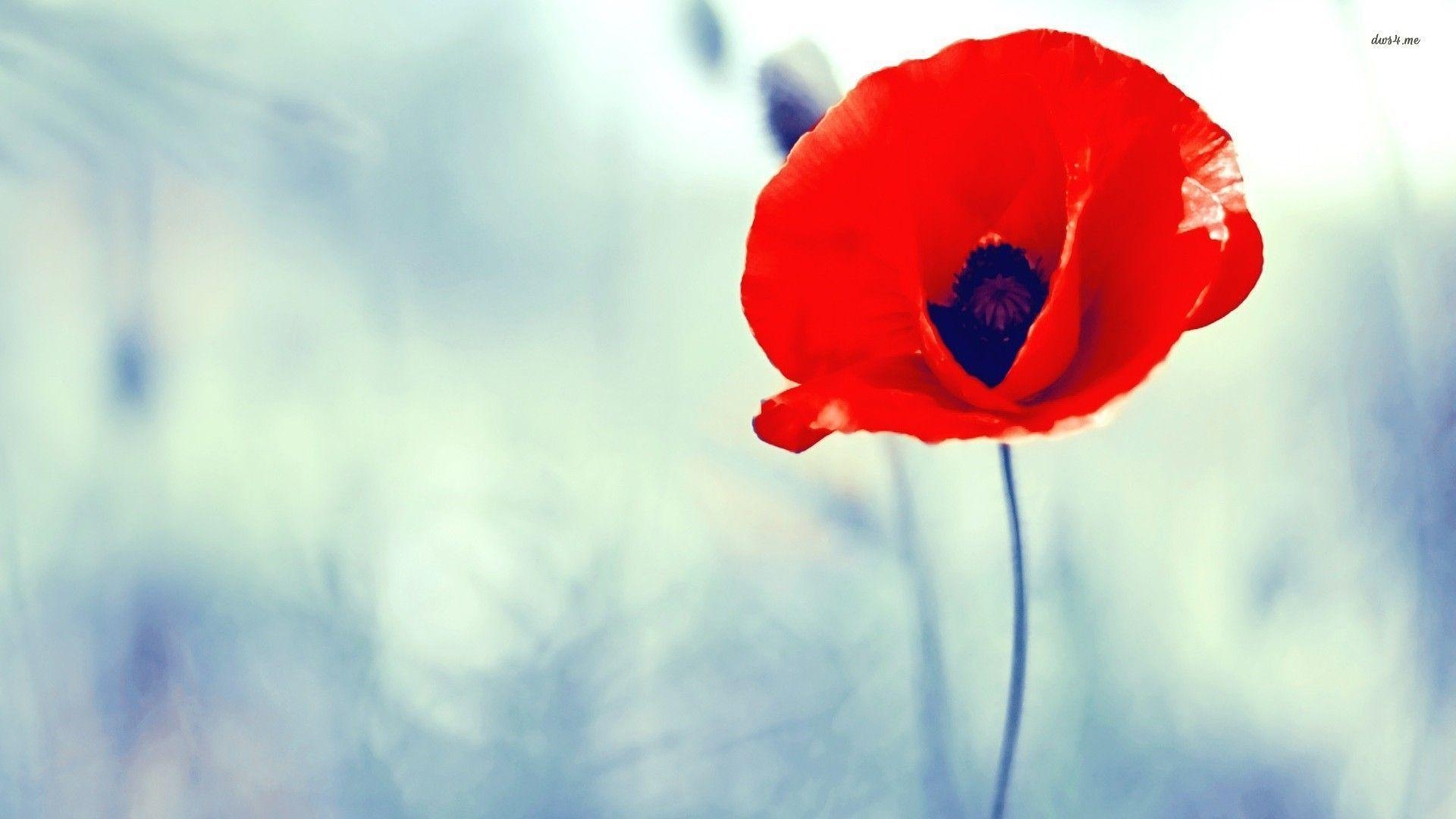 1920x1080 Poppy flower wallpaper wallpaper - #, Desktop