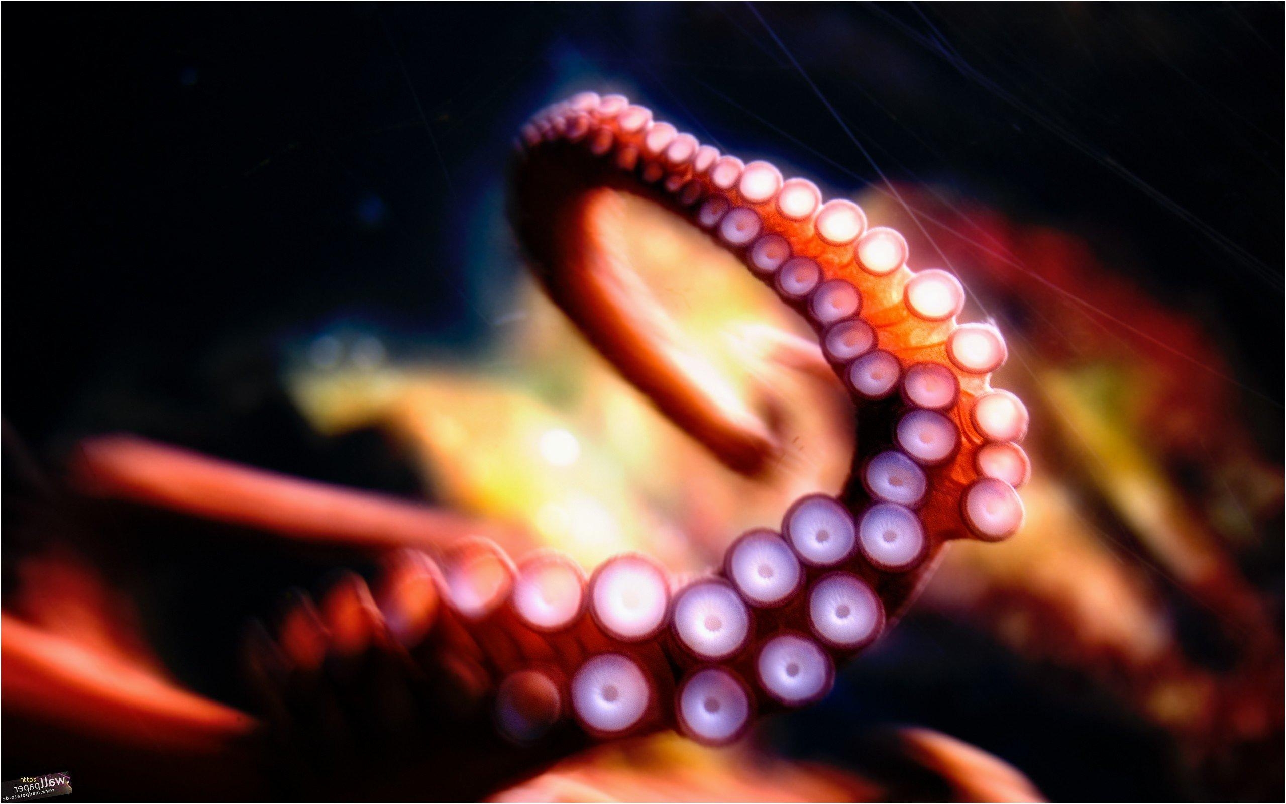 2560x1600 Octopus Wallpaper Awesome Octopus HD Creative 4k Wallpaper, Desktop