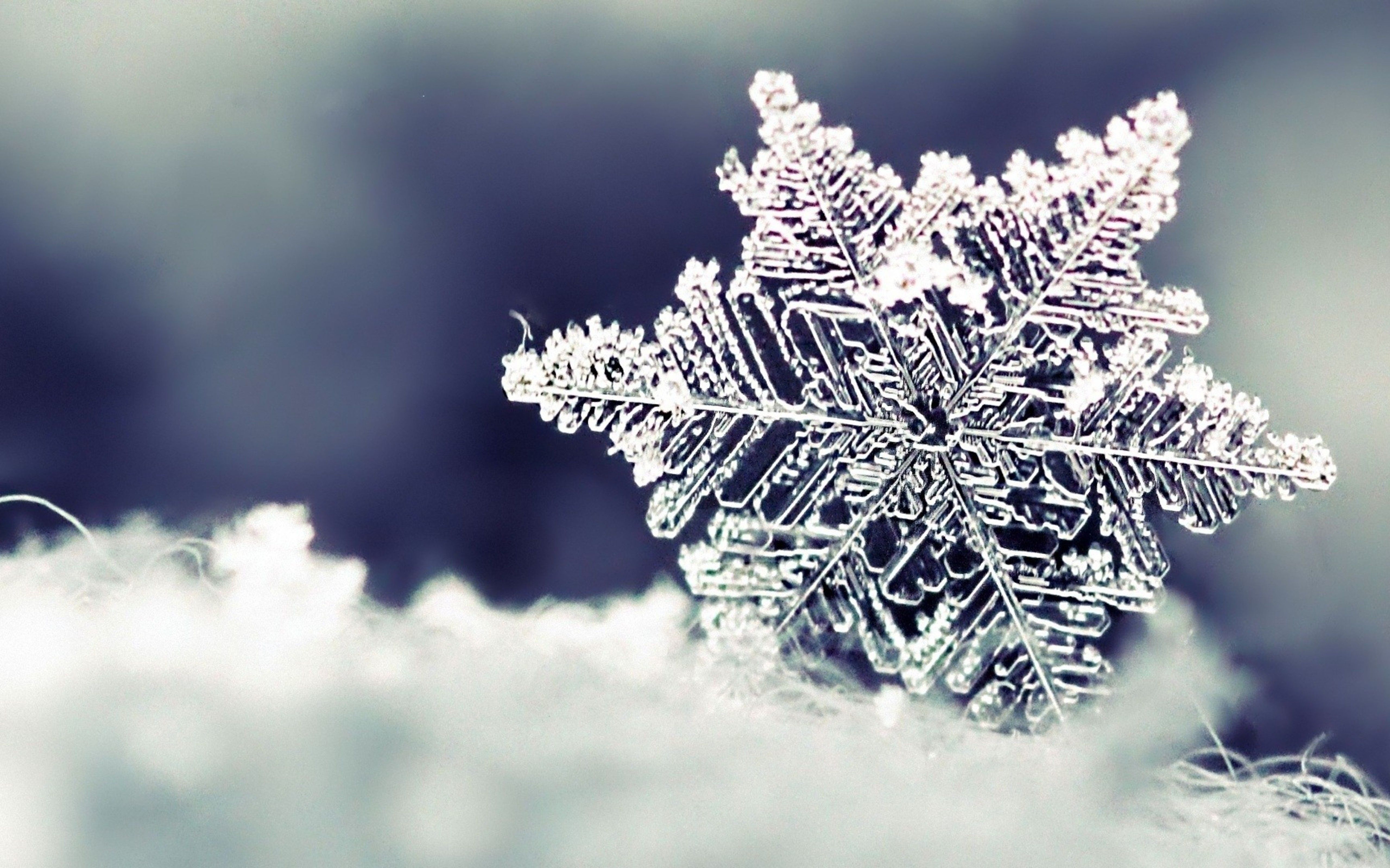 5120x3200 Wallpaper Download  Frozen snowflake, Desktop