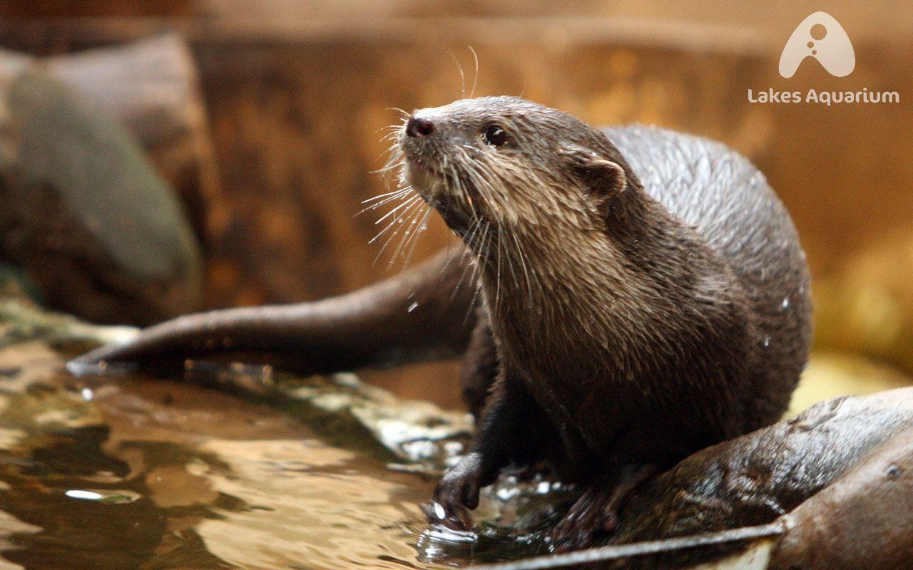 1280x800 Otters Holding Hands Wallpaper, Desktop