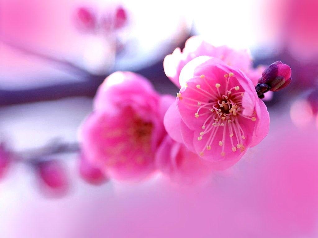 1030x770 Flowers For > Beautiful Flower Photography Wallpaper, Desktop