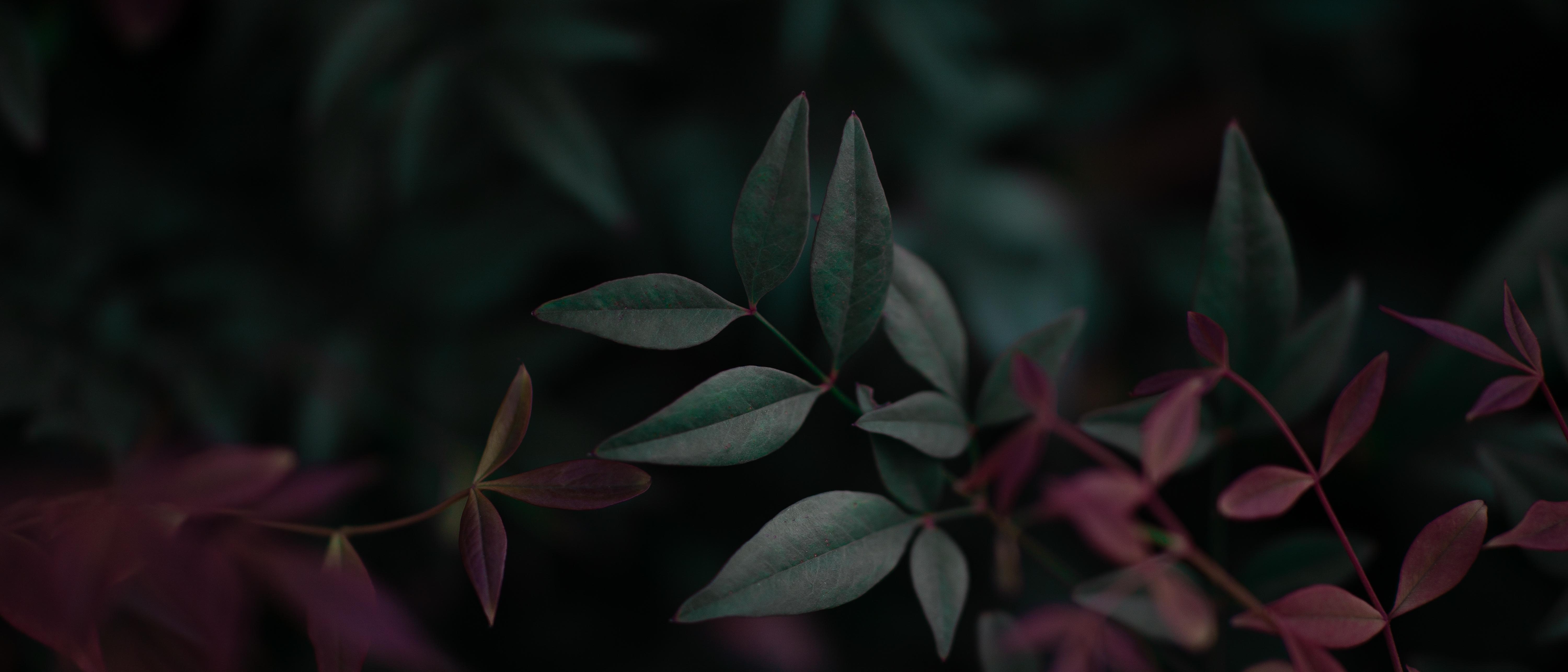 6000x2580 part 9 of my 21x9 plant wallpaper, sacred bamboo V2, Dual Screen